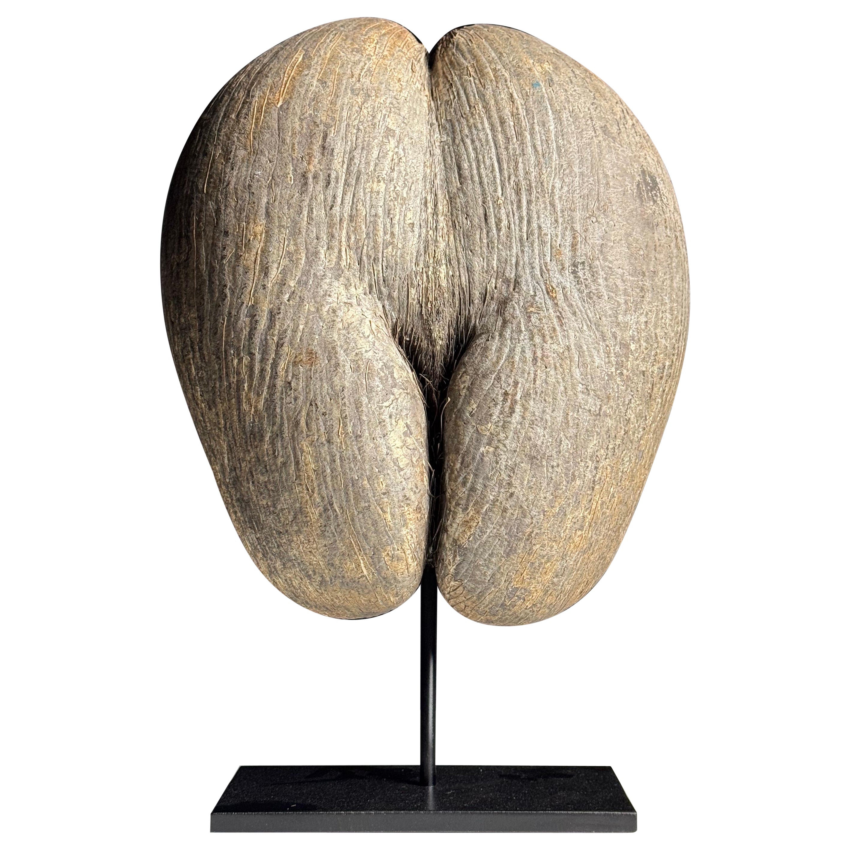 Coco de mer on custom stand en venta