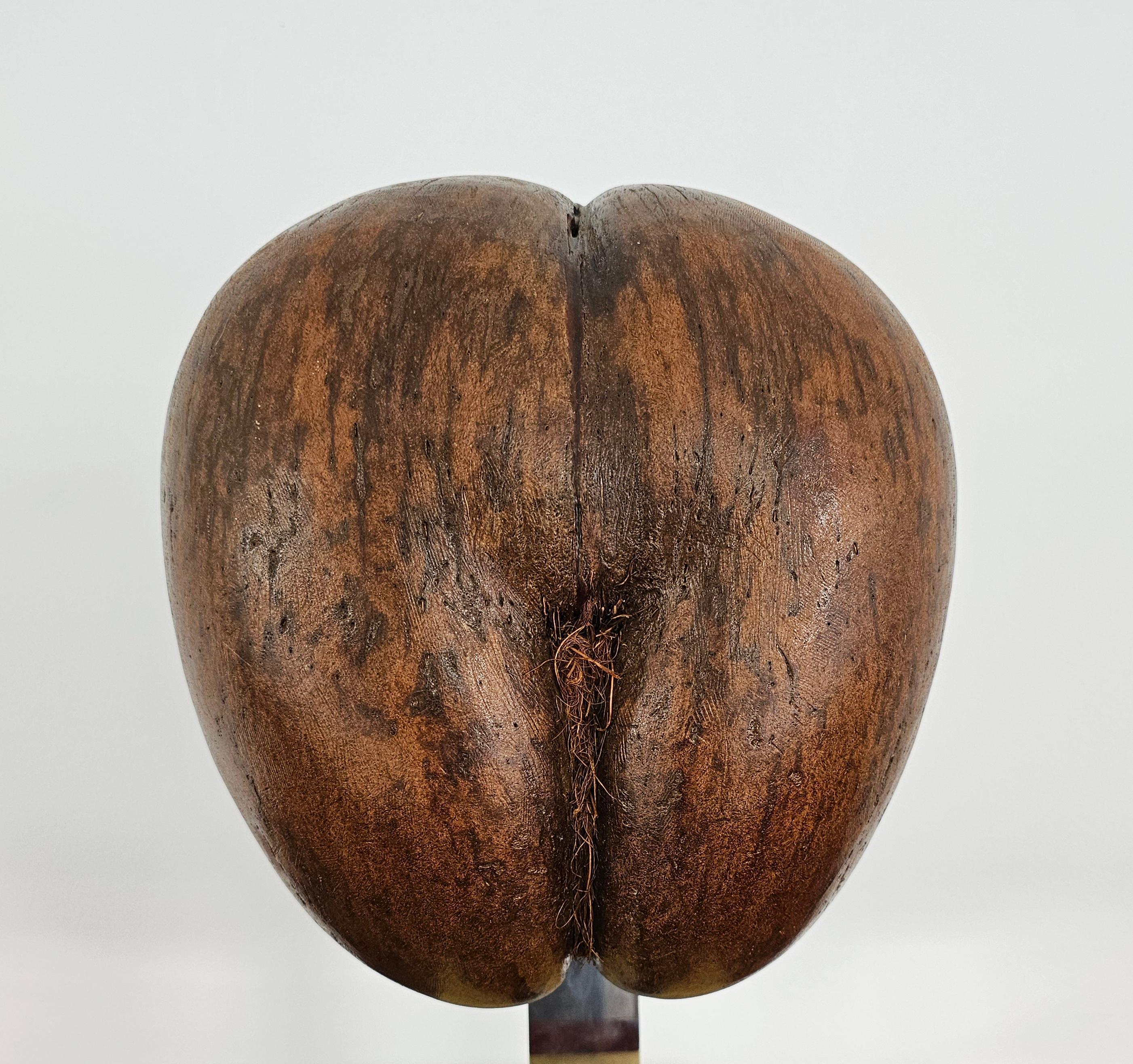 Coco De Mer or Double Coconut Sculpture on Brass Stand, France 1970s For Sale 5