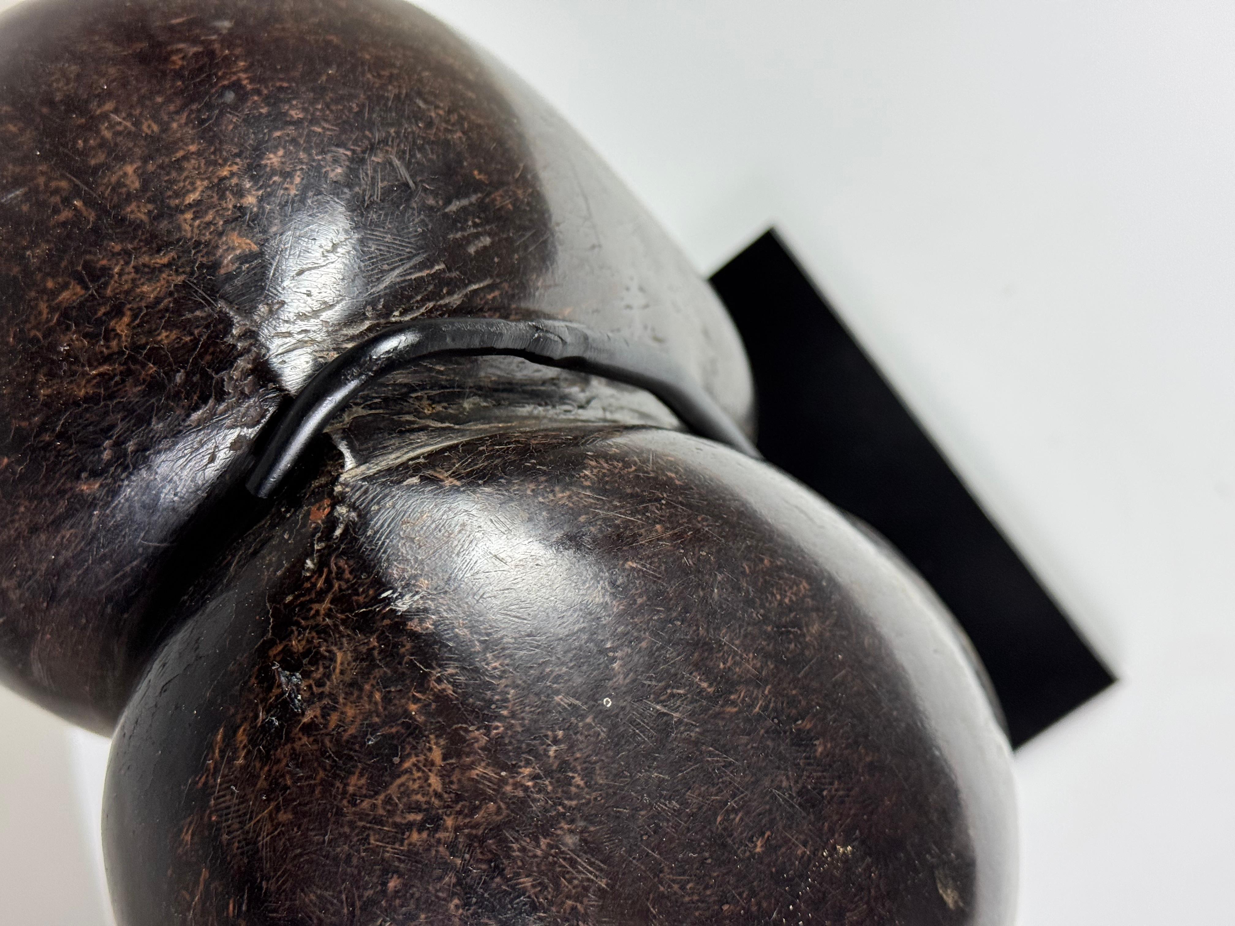 Coco de mer polished 8
