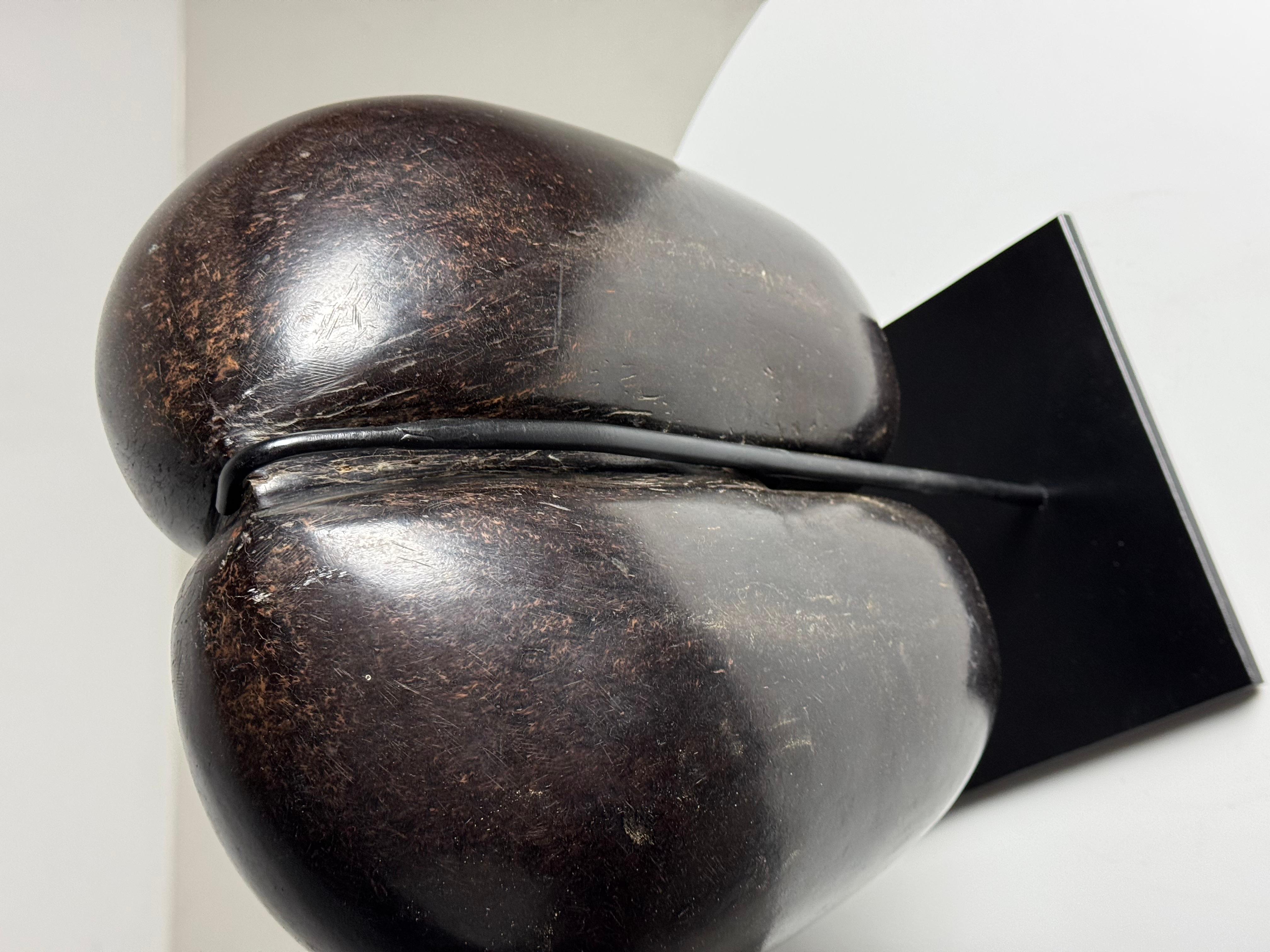 20th Century Coco de mer polished