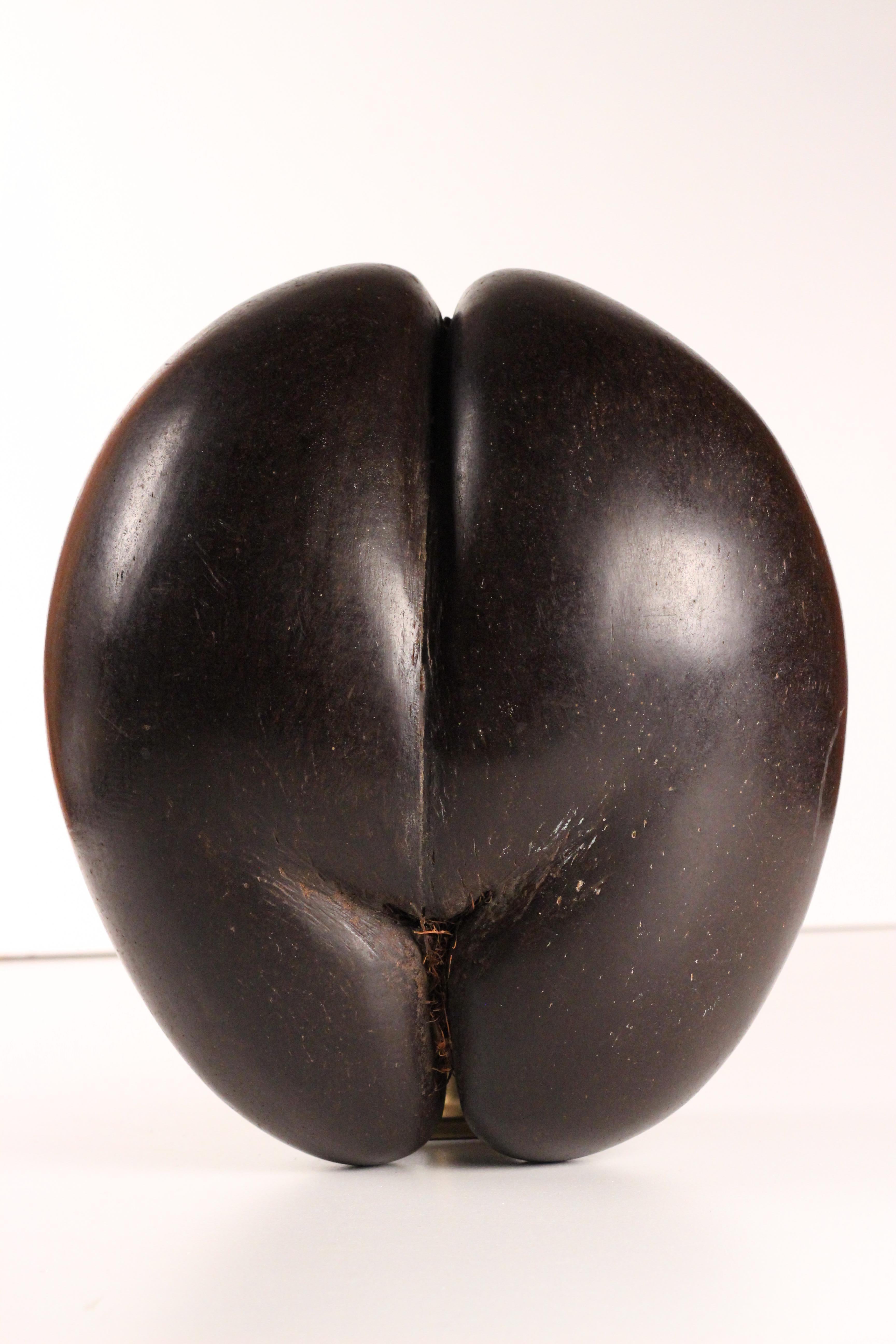 19th Century Coco de Mer Shell – A Polished Natural Wonder 6