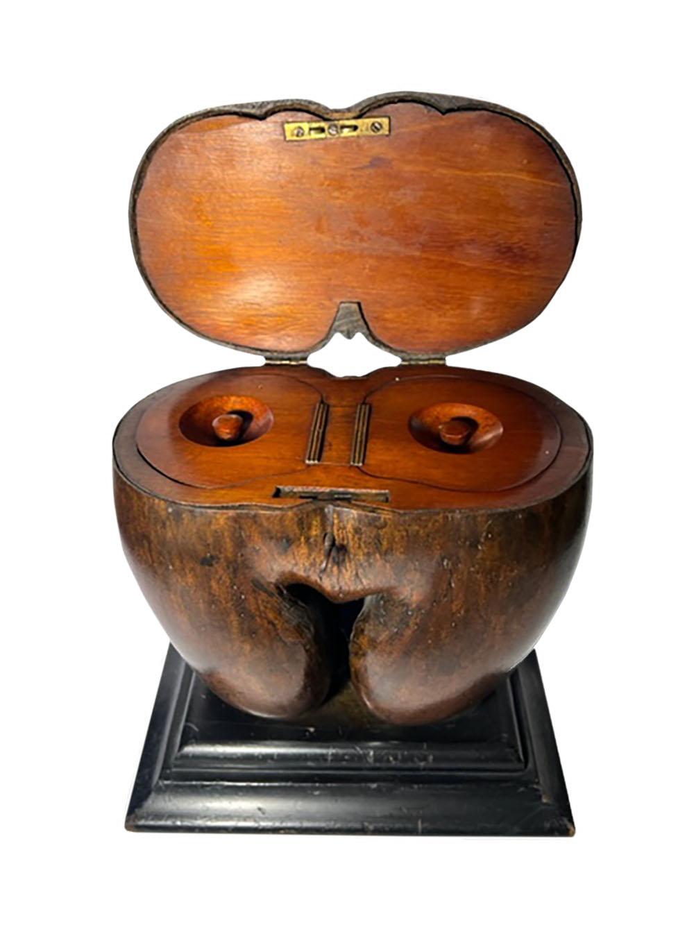 Coco de Mer nut from a tree in the Seychelles islands. Collected specimen made into a tea caddy in England, circa 1860.