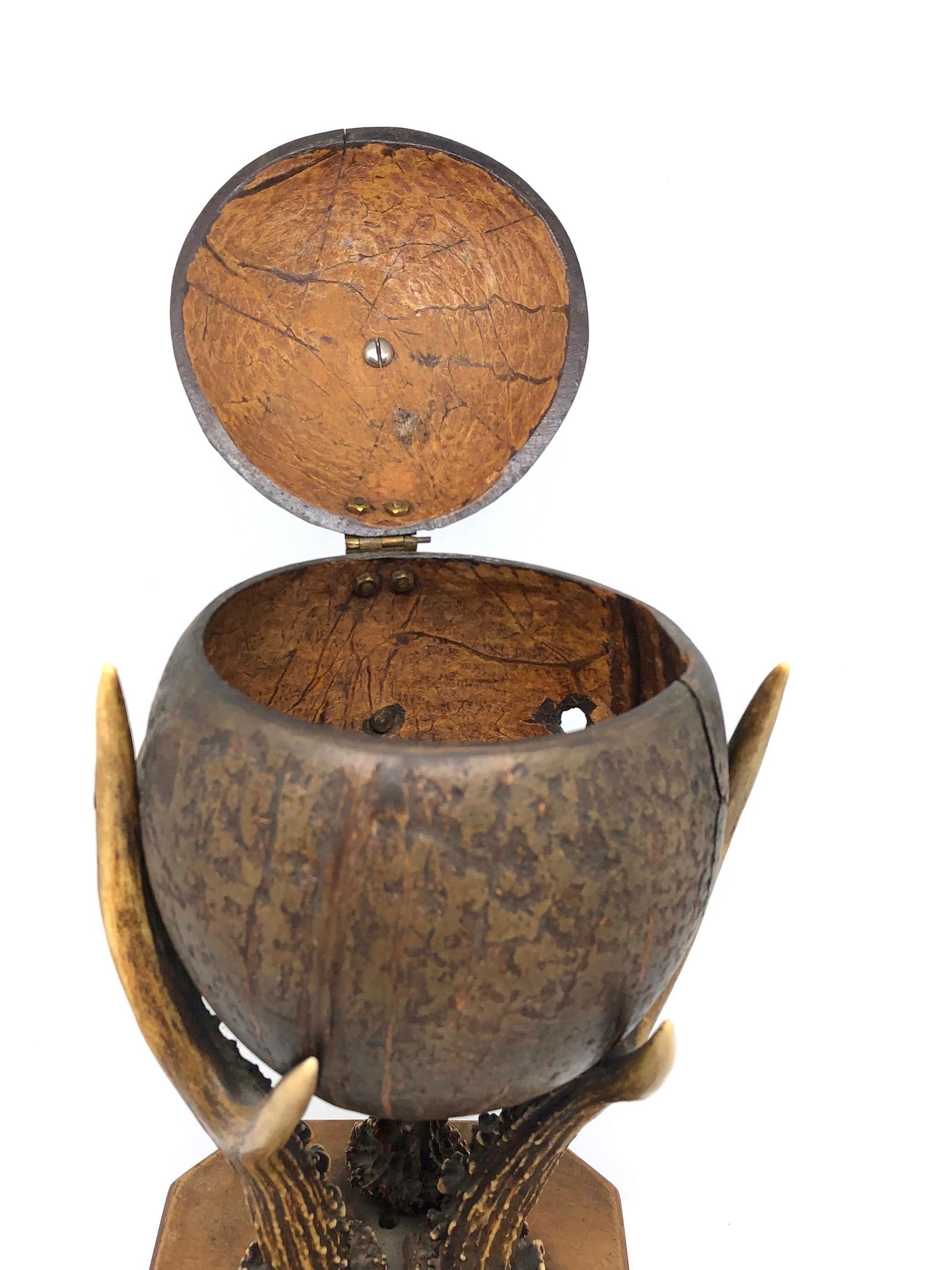 Coconut and Deer Antler Trophy Catchall 1890s, Vienna, Austria In Distressed Condition In Nuernberg, DE