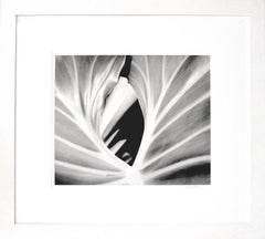 Coconuts, Orchid and Leaf Triptych, Framed Black and White Photographs