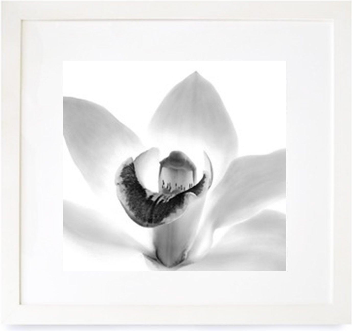 Other Coconuts, Orchid and Leaf Triptych, Framed Black and White Photographs