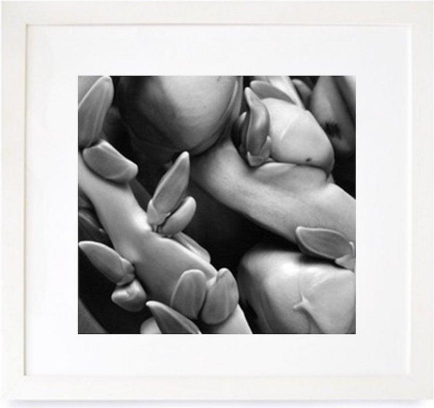 American Coconuts, Orchid and Leaf Triptych, Framed Black and White Photographs