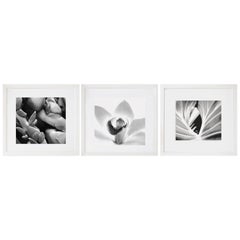 Coconuts, Orchid and Leaf Triptych, Framed Black and White Photographs
