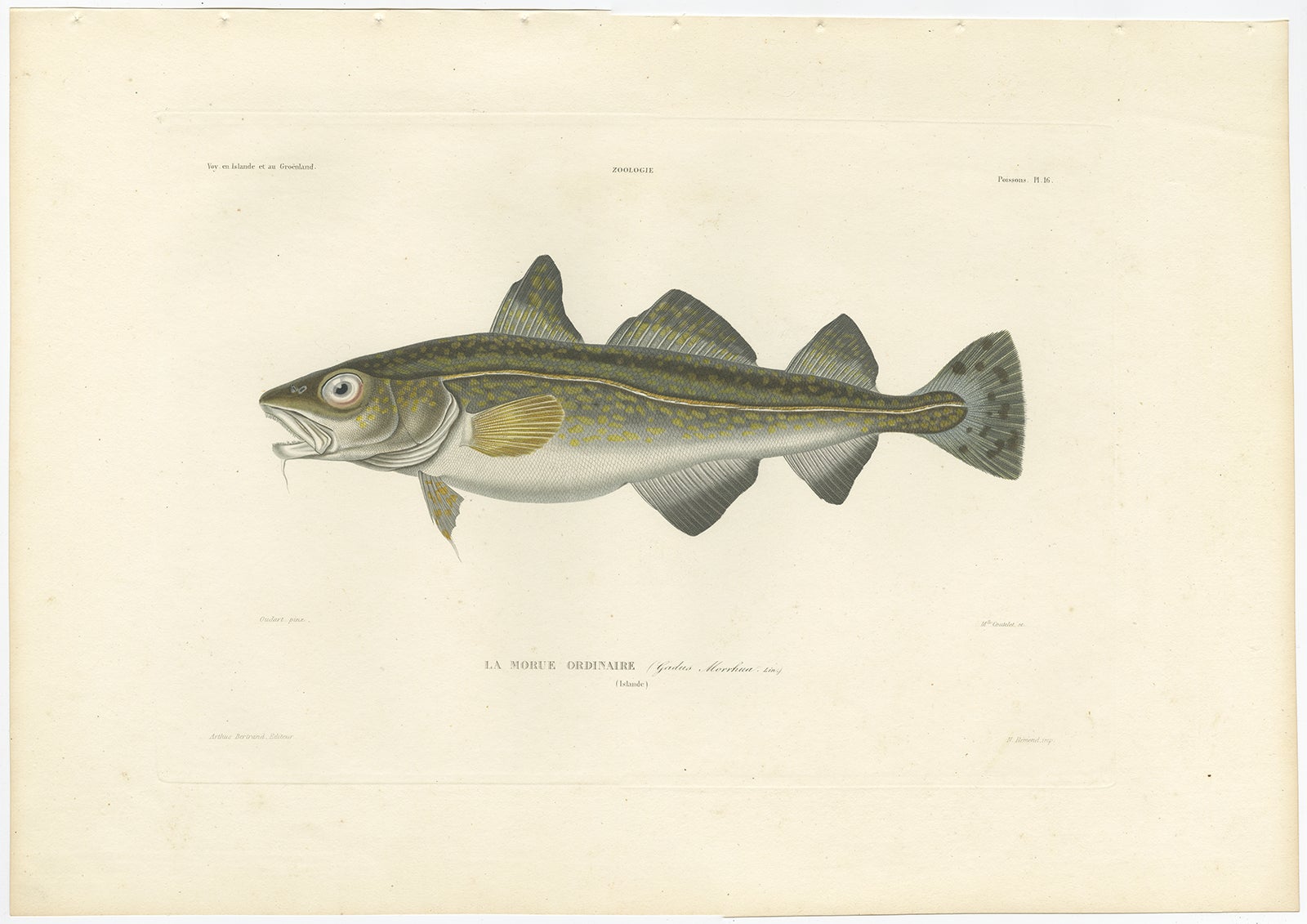 Antiker Druck von Atlantischem Kabeljau (Gadus Morhua) - Französische Arktis-Expedition, 1845

Diese fein ausgeführte handkolorierte Lithografie zeigt La Morue Ordinaire (Gadus morhua), den atlantischen Kabeljau, eine historisch wichtige Art sowohl