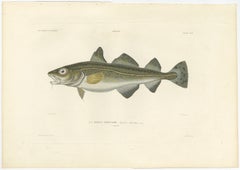 Codfish Study – Antique Hand-Colored Plate from French Exploration, 1845