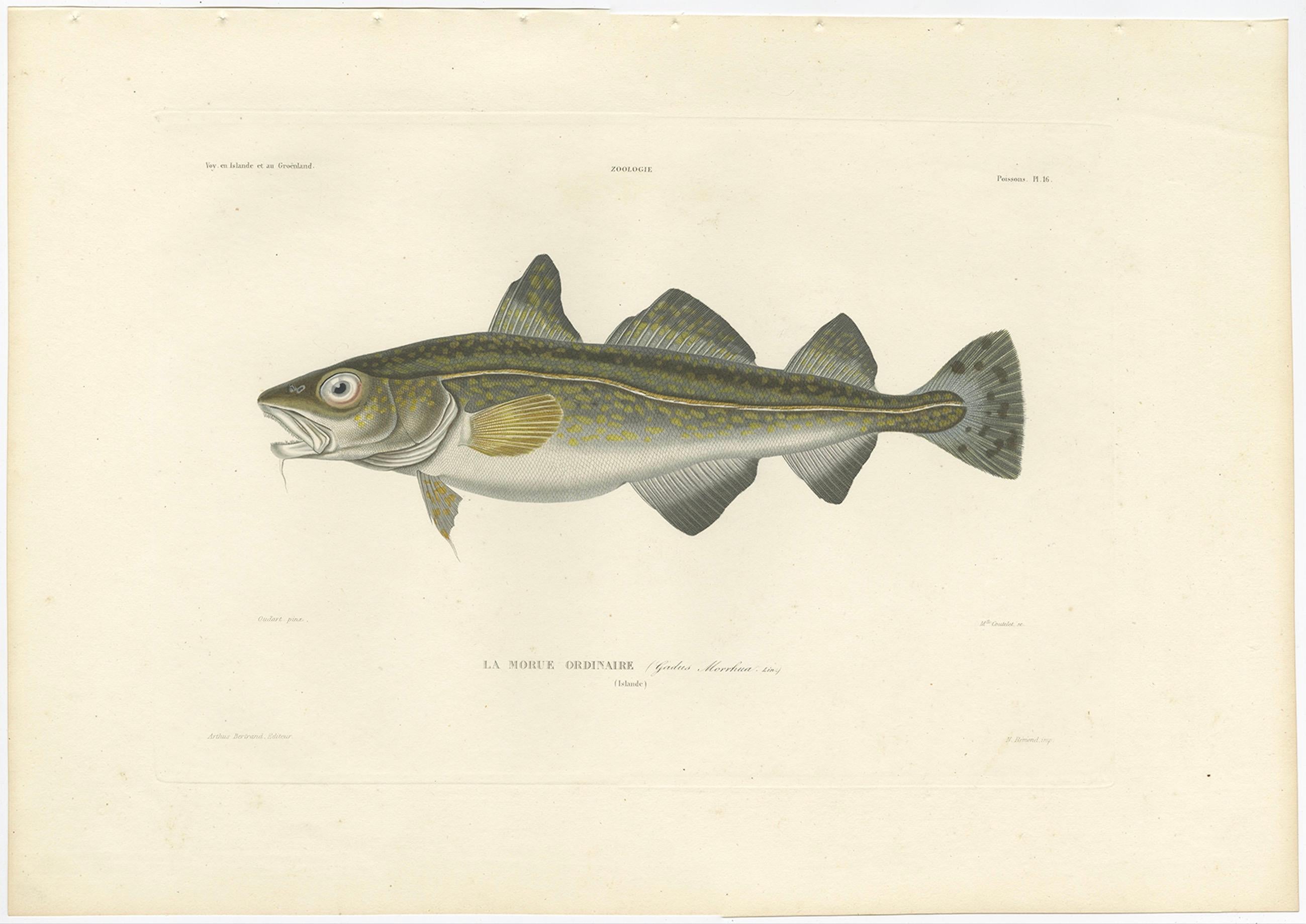Kabeljau-Studie - Antiker handkolorierter Teller aus französischer Erforschung, 1845 (19. Jahrhundert) im Angebot