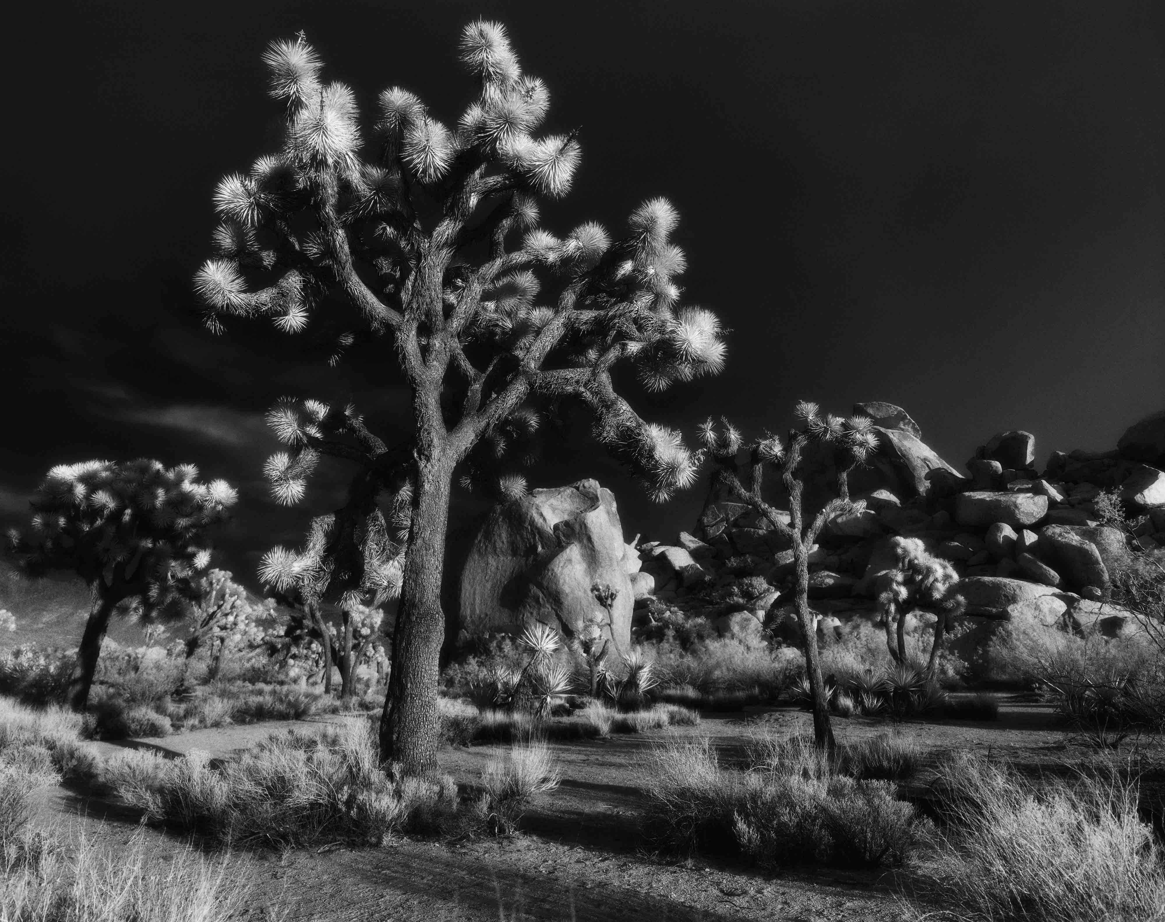 Cody S. Brothers Black and White Photograph - Landscape Photography 4" x 5": 'J Tree 2016'