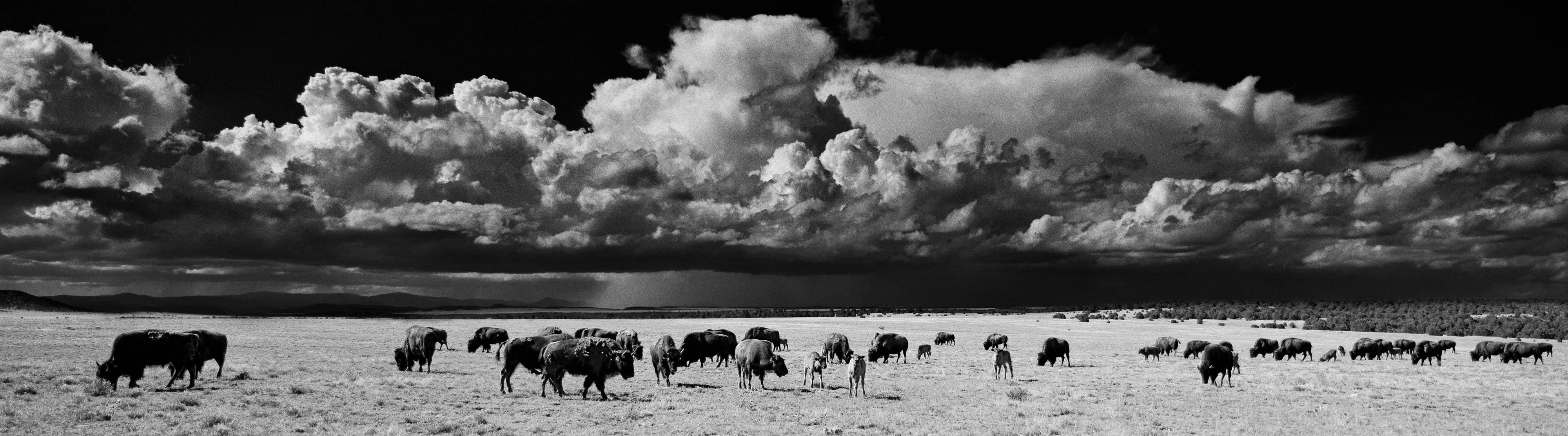 Landscape Photograph Cody S. Brothers - Série de photographies de paysages en panneaux : Buffalo