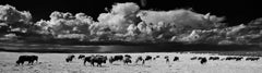 Landscape Photography Panoramic Series: 'Buffalo'
