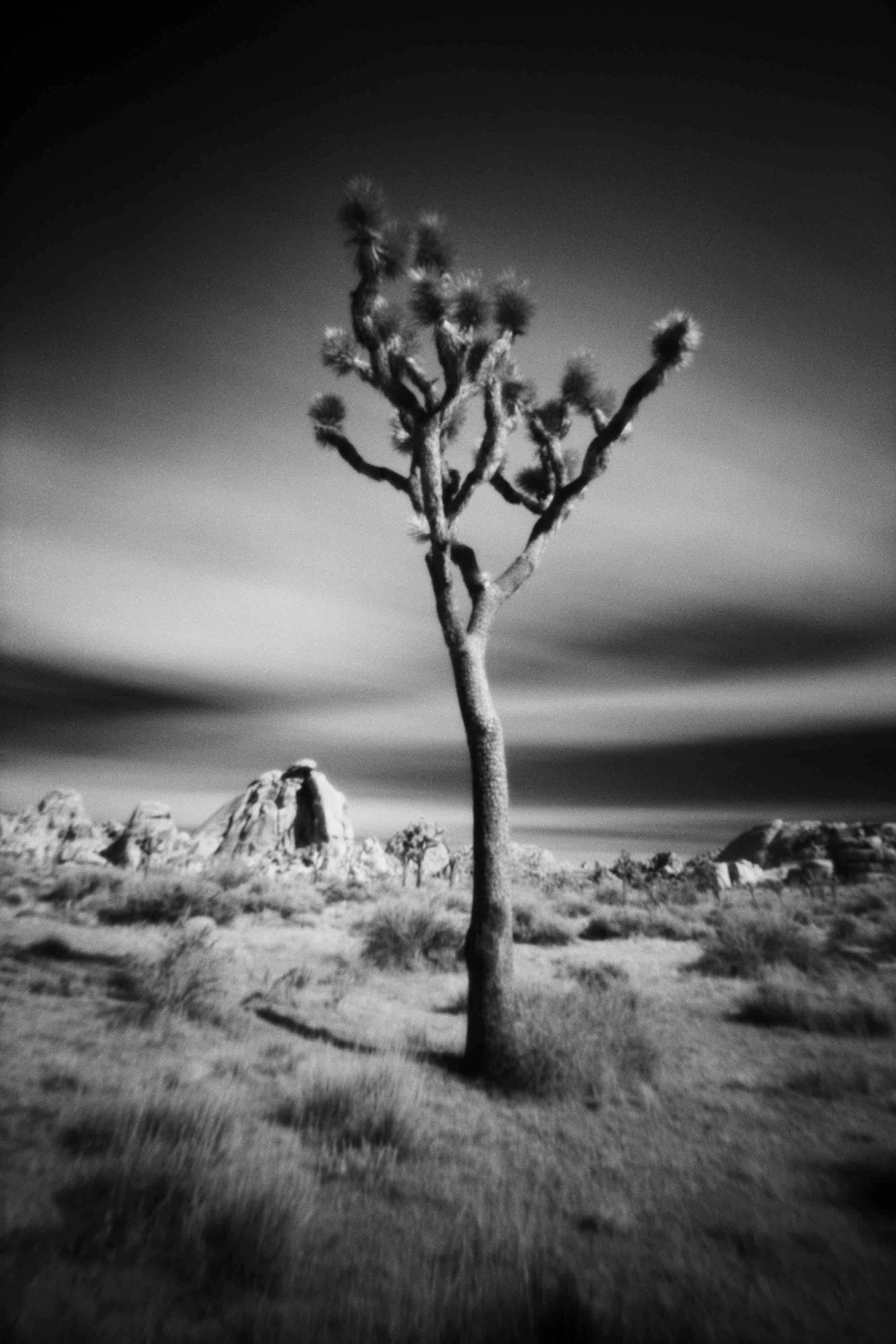 Landscape Photograph Cody S. Brothers - Photographie de paysage B&W 4"" x 5"" ; « Avril24_2012 Joshua Tree »