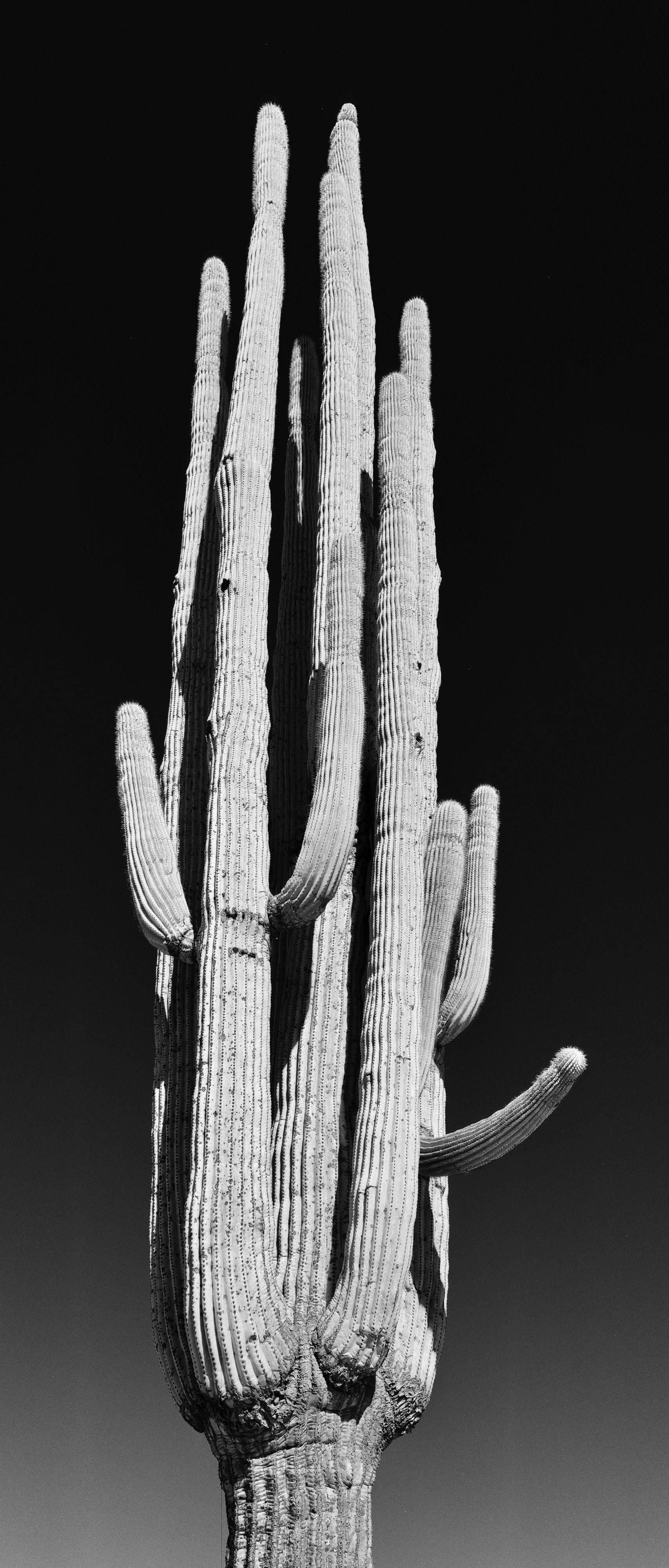 Cody S. Brothers Landscape Photograph - Panoramic Landscape B&W Photography: 'Saguaro'