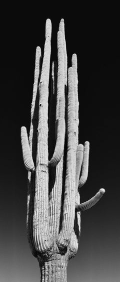 Panoramic Landscape B&W Photography: 'Saguaro'