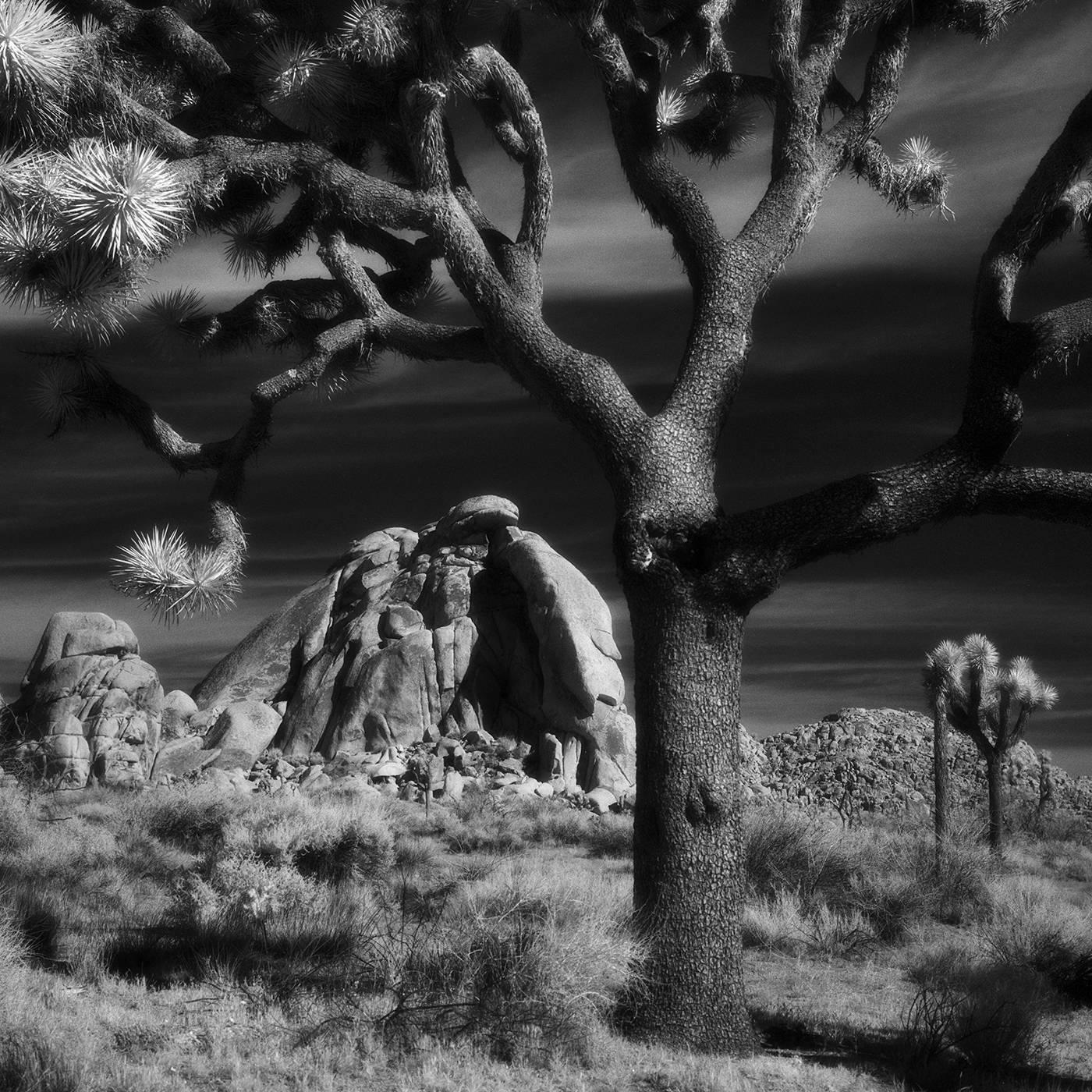 Cody S. Brothers Black and White Photograph - Landscape Photography Square Series: "Joshua Tree Old"