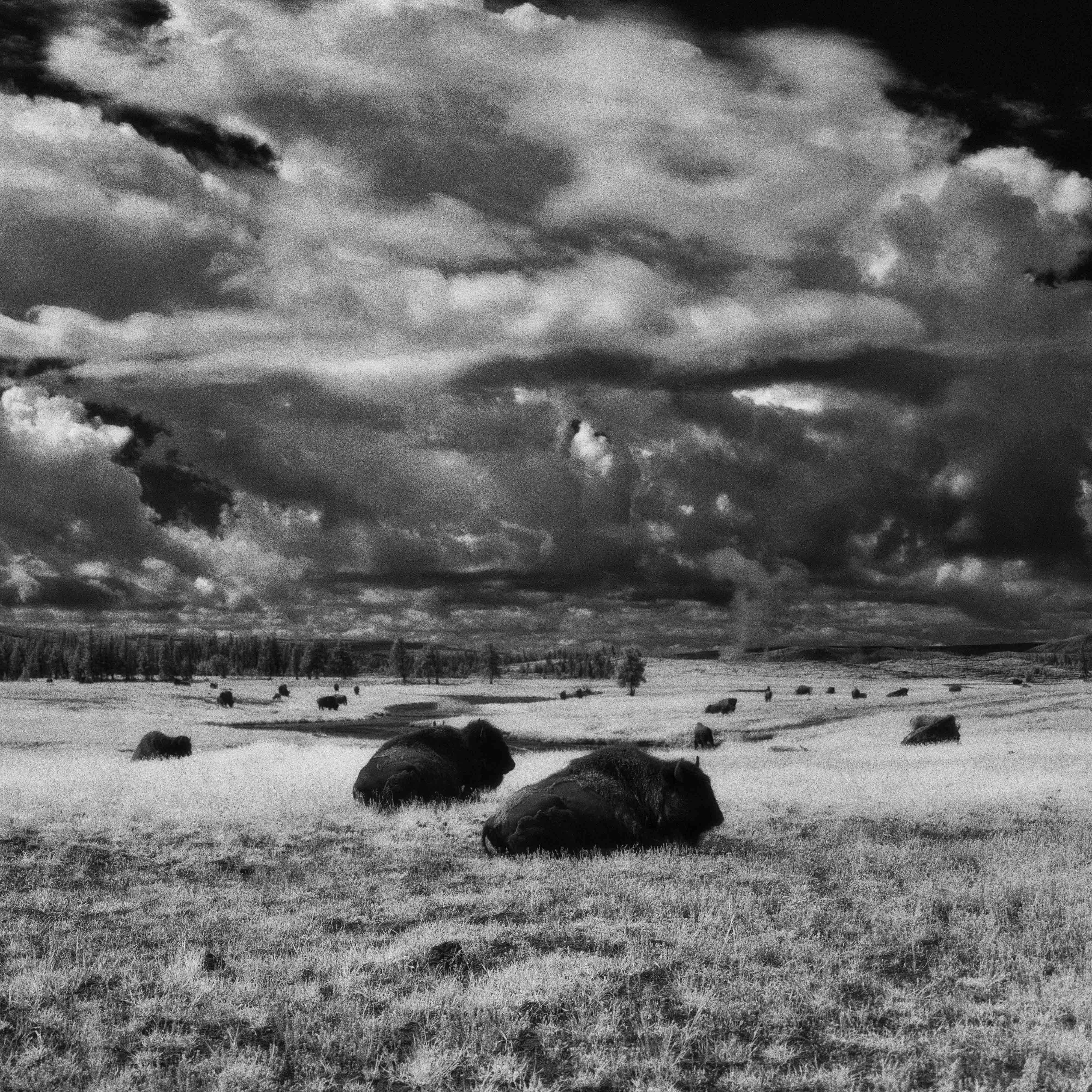 Cody S. Brothers Black and White Photograph - Landscape Photography Square Series: 'Buffalo' 