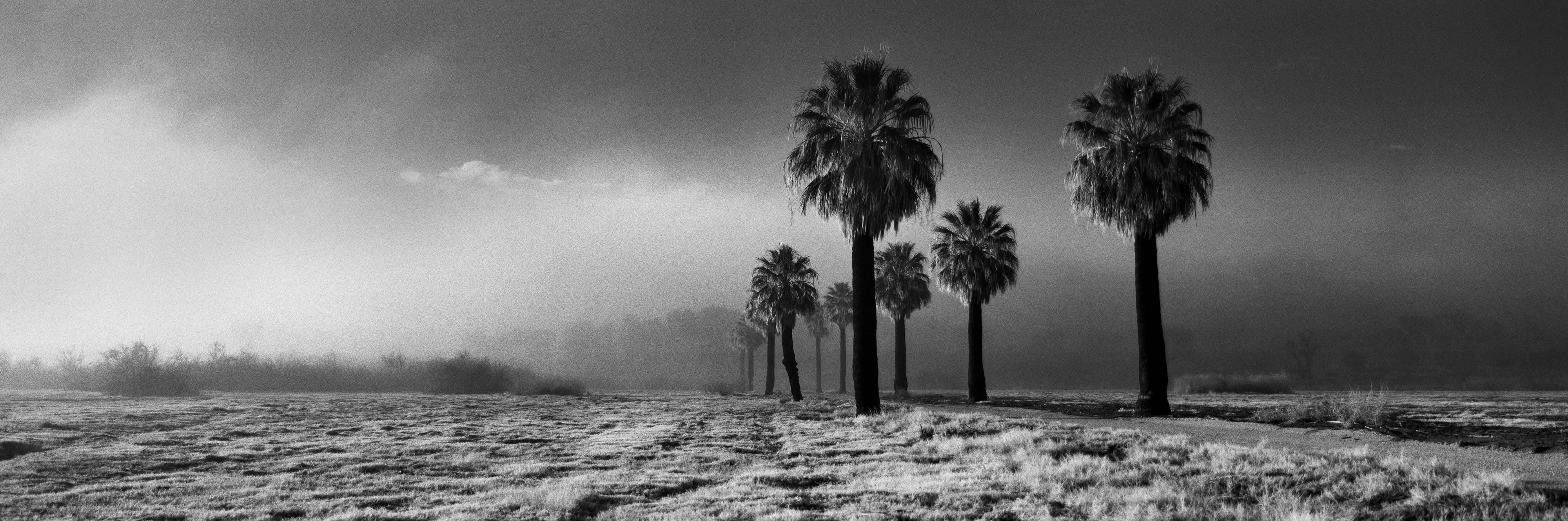 Cody S. Brothers Black and White Photograph - Landscape Photography Panoramic Series: 'Warm Springs Palm Trees'