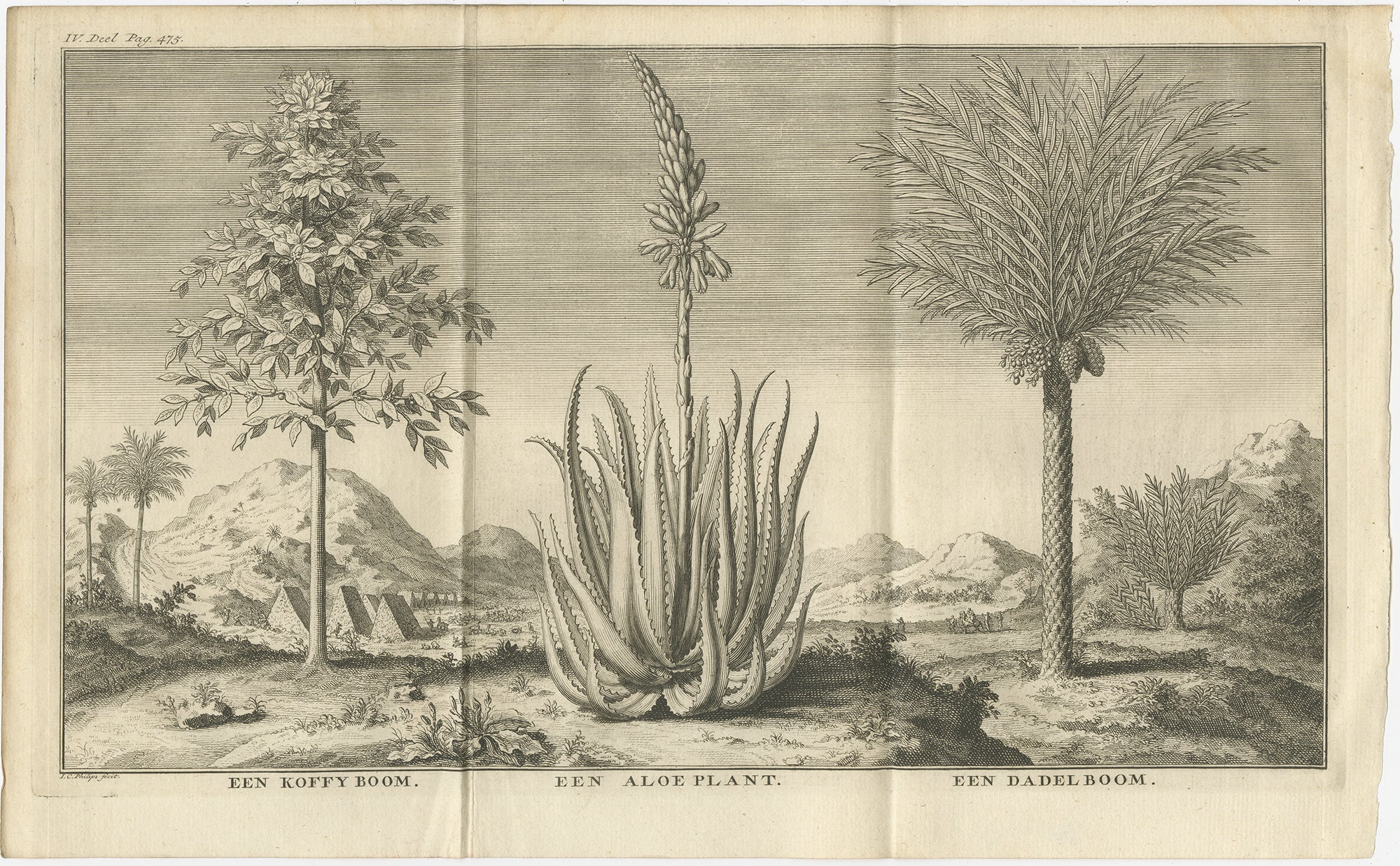 Café, Aloe y Dátiles - Grabado Botánico Exótico, Holandés, c.1730

Este grabado en cobre, de gran tamaño y finamente detallado, muestra tres importantes plantas tropicales y subtropicales: el cafeto (
