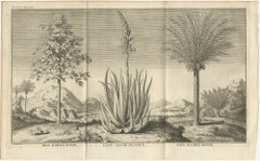 Coffee, Aloe, and Date Trees – Exotic Botanical Engraving, Dutch, c.1730