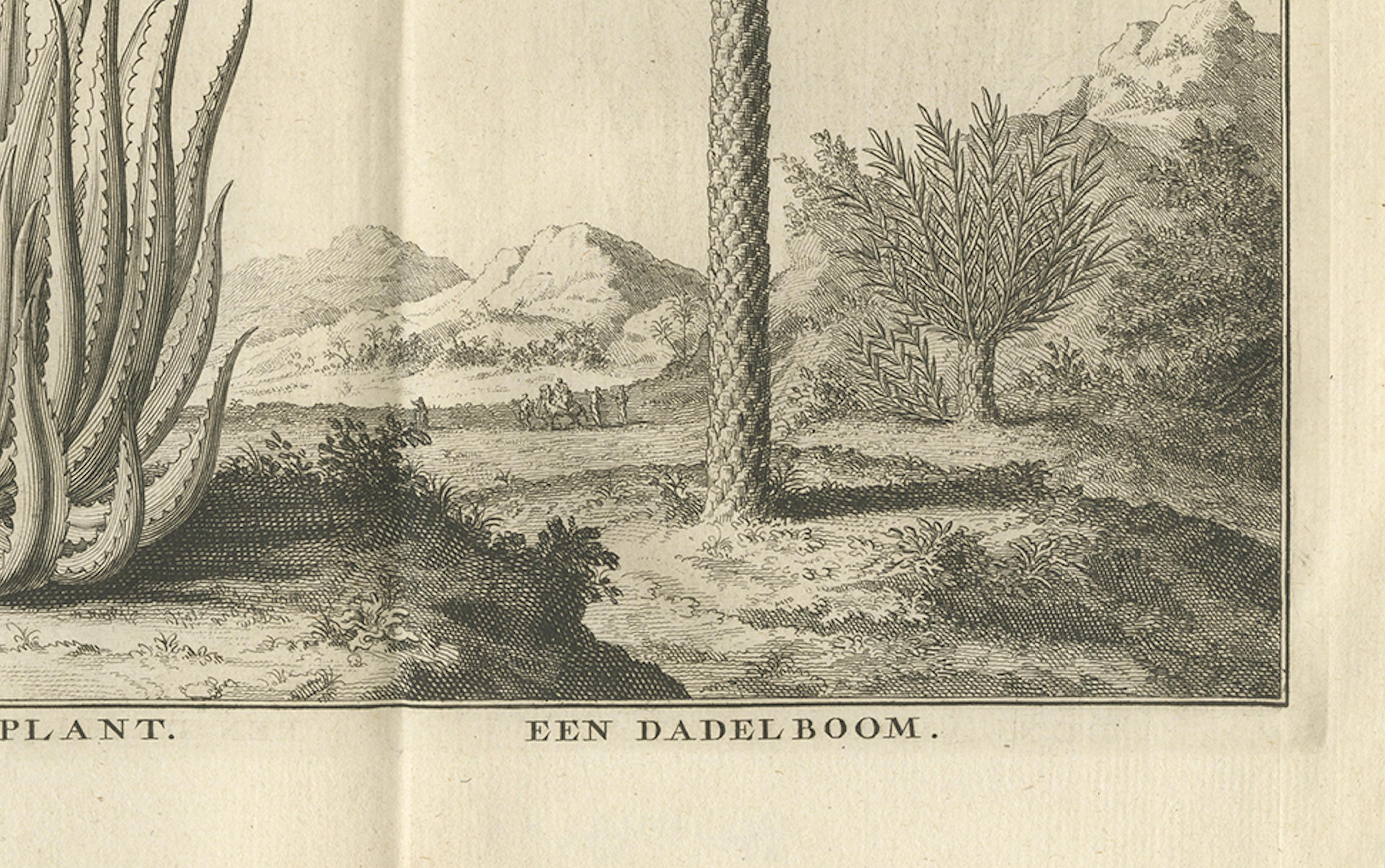 Café, Aloe y Dátiles - Grabado Botánico Exótico, Holandés, c.1730 en Bueno estado para la venta en Langweer, NL