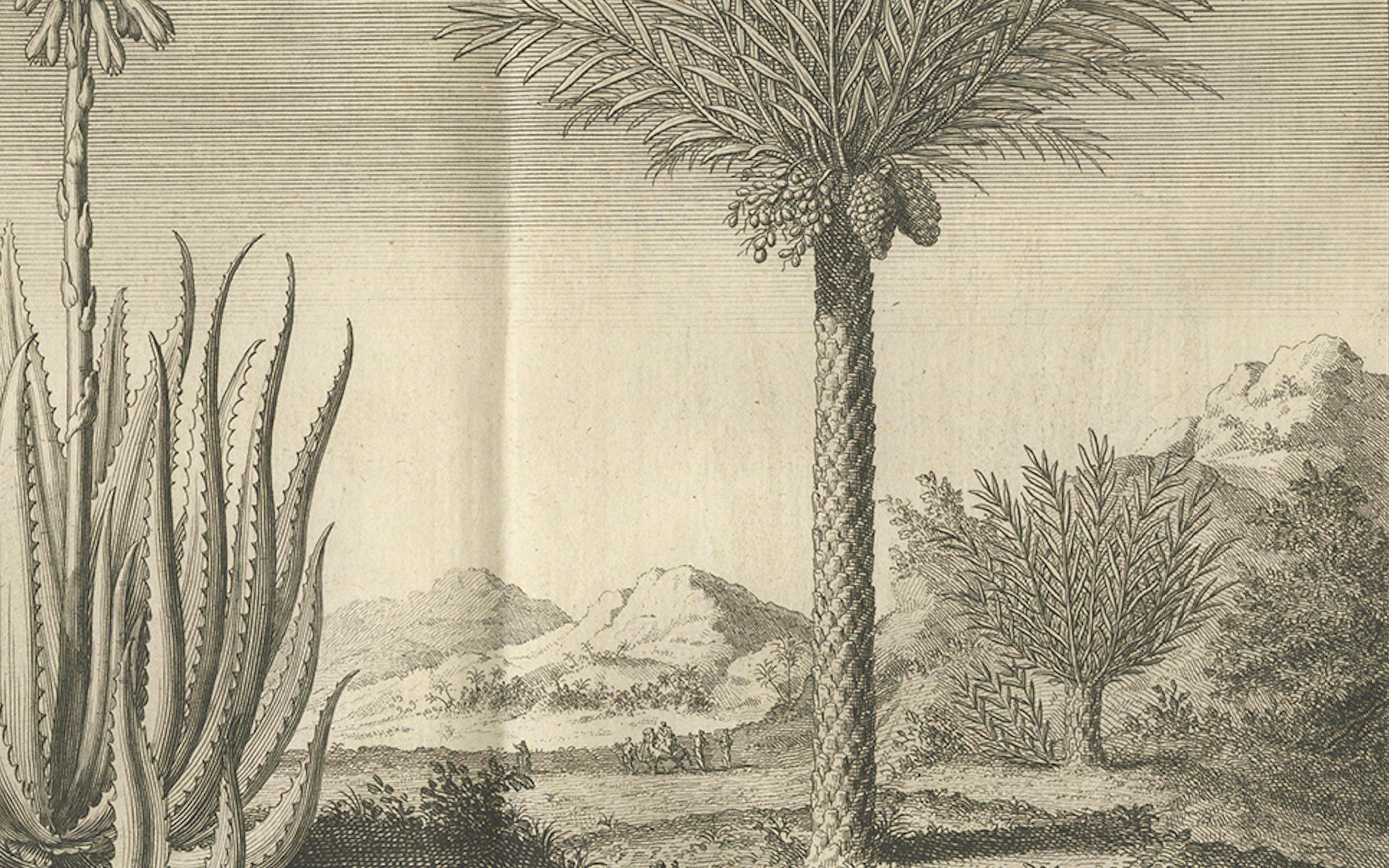 Café, Aloe y Dátiles - Grabado Botánico Exótico, Holandés, c.1730 mediados del siglo XVIII en venta