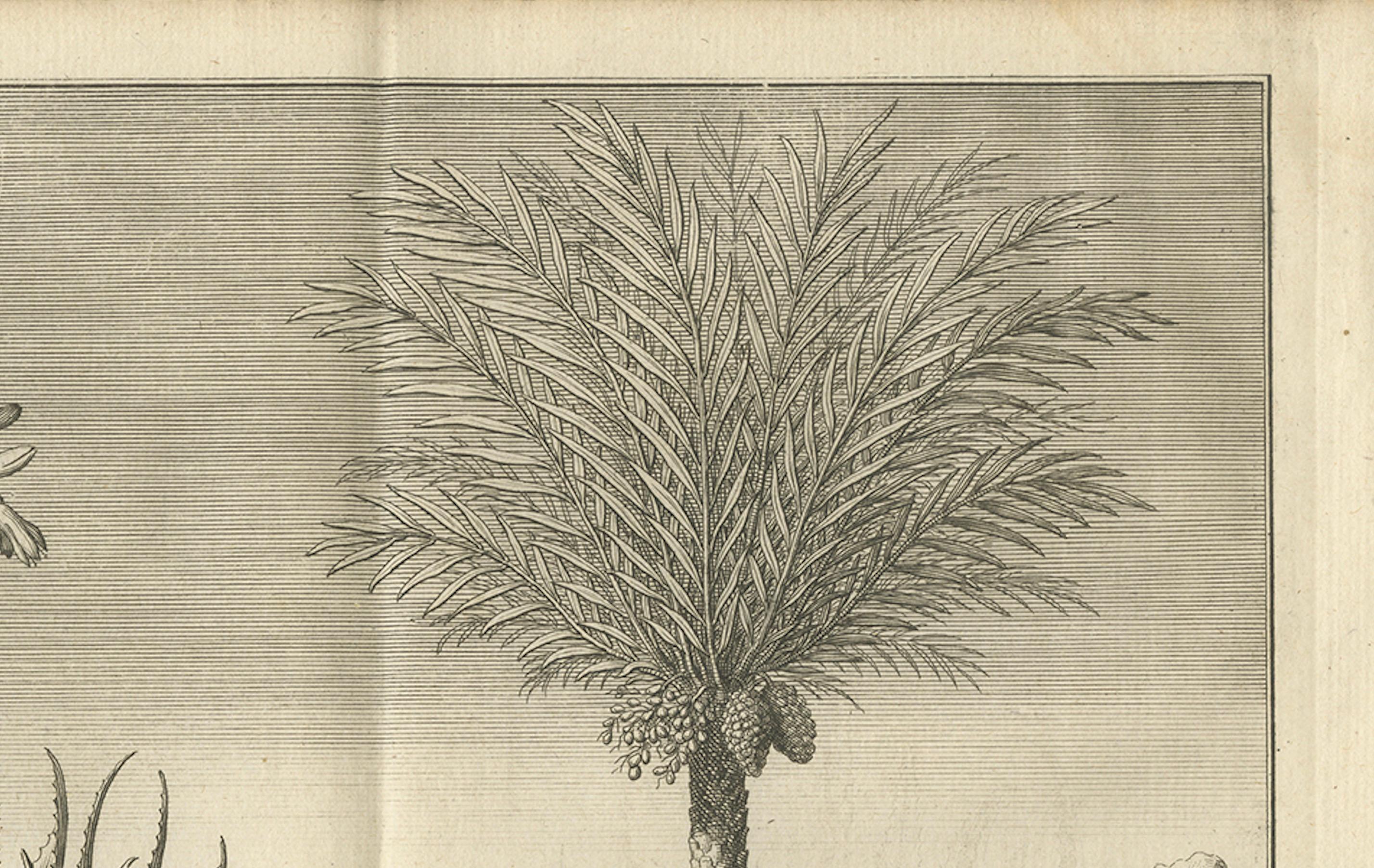 Café, Aloe y Dátiles - Grabado Botánico Exótico, Holandés, c.1730 Papel en venta