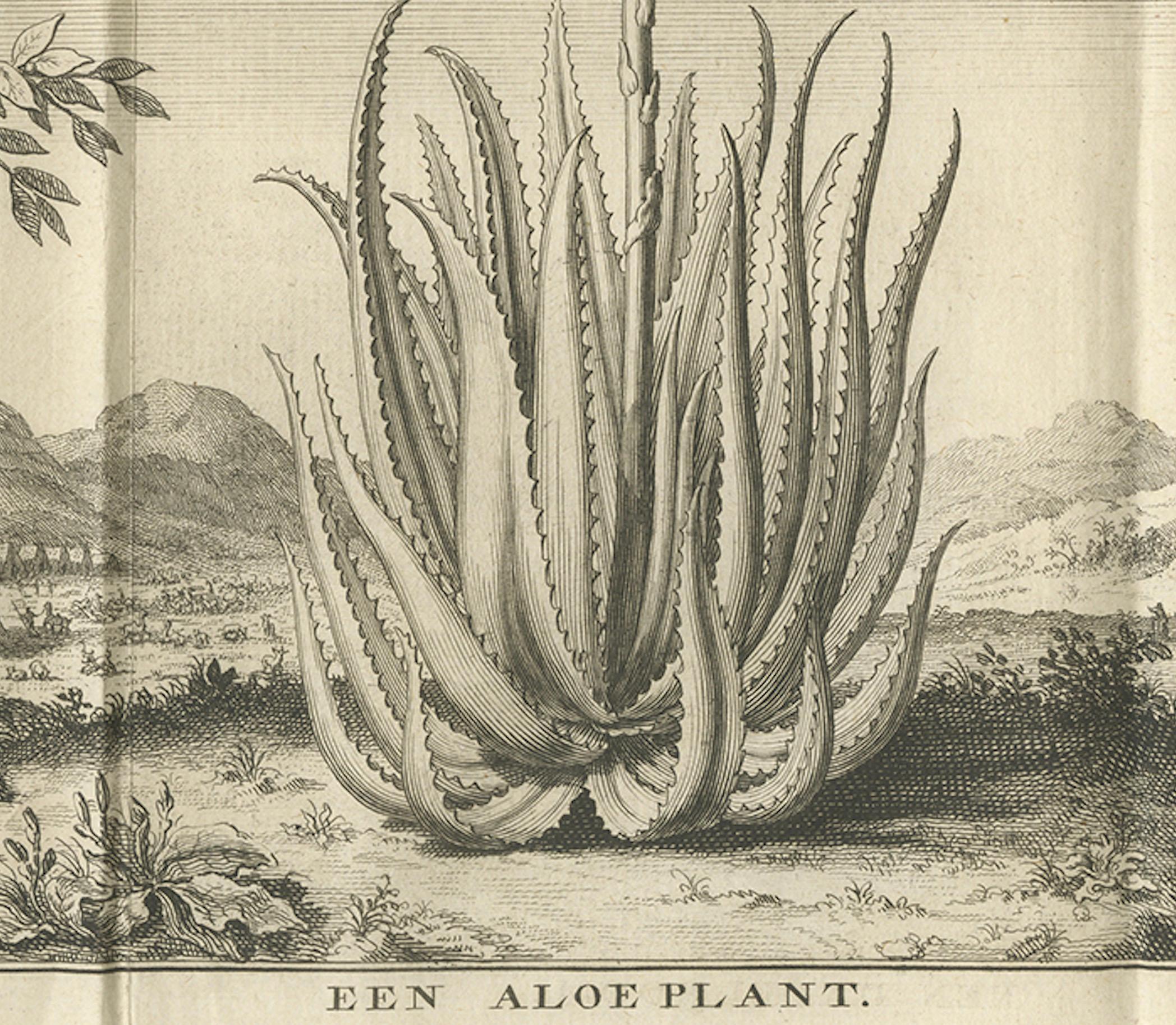 Café, Aloe y Dátiles - Grabado Botánico Exótico, Holandés, c.1730 en venta 1