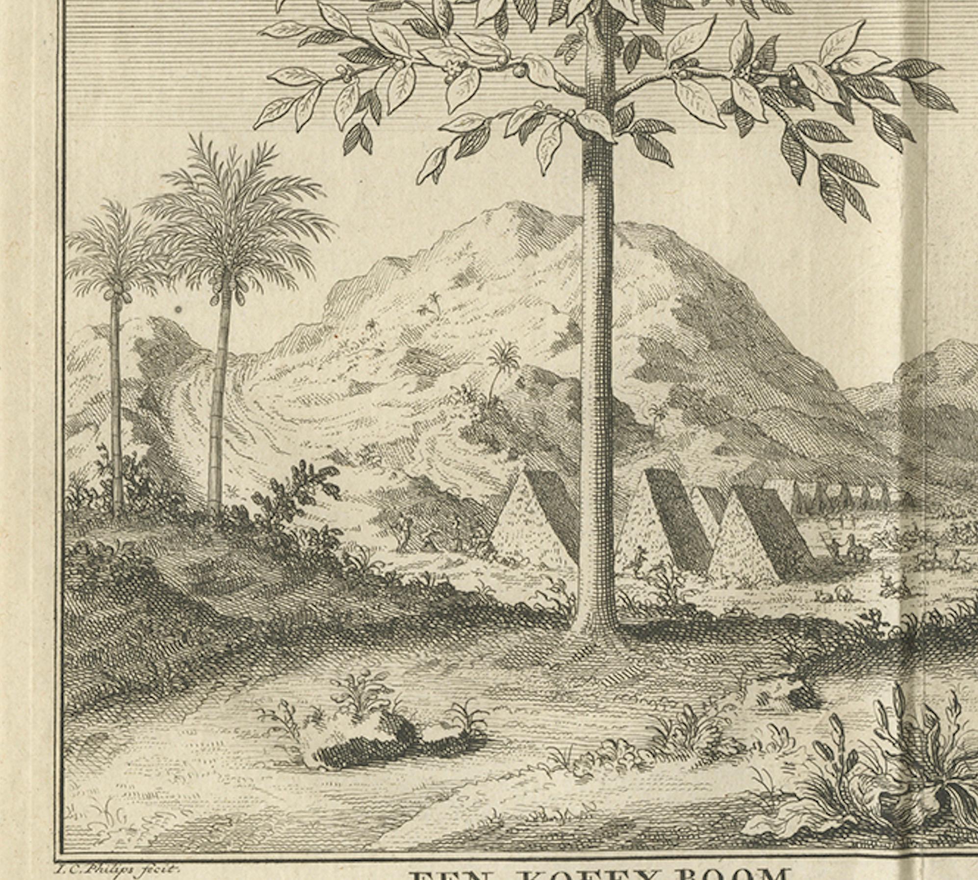 Café, Aloe y Dátiles - Grabado Botánico Exótico, Holandés, c.1730 en venta 2