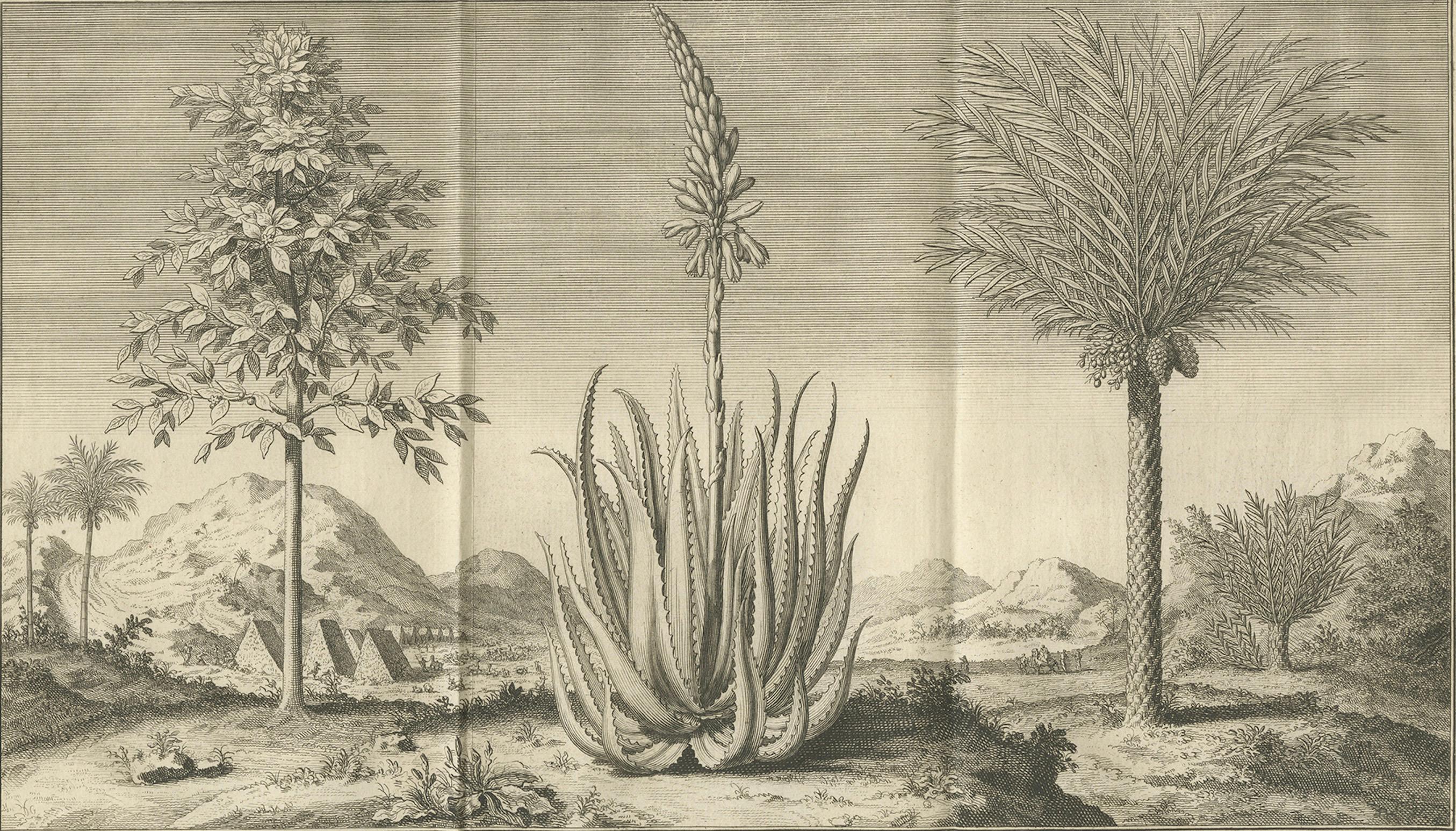 Café, Aloe y Dátiles - Grabado Botánico Exótico, Holandés, c.1730 en venta 3