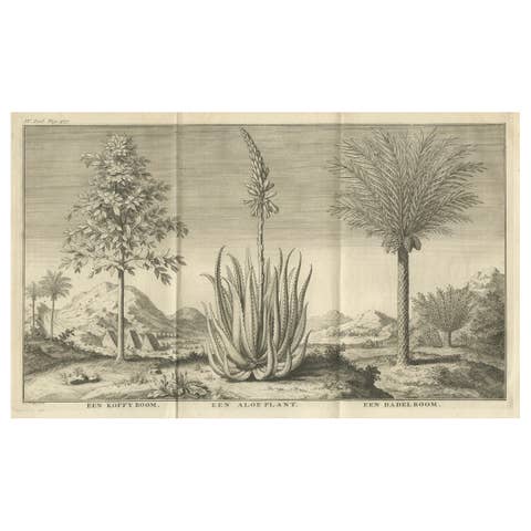Coffee, Aloe, and Date Trees – Exotic Botanical Engraving, Dutch, c.1730