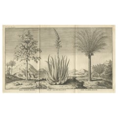 Café, Aloe y Dátiles - Grabado Botánico Exótico, Holandés, c.1730