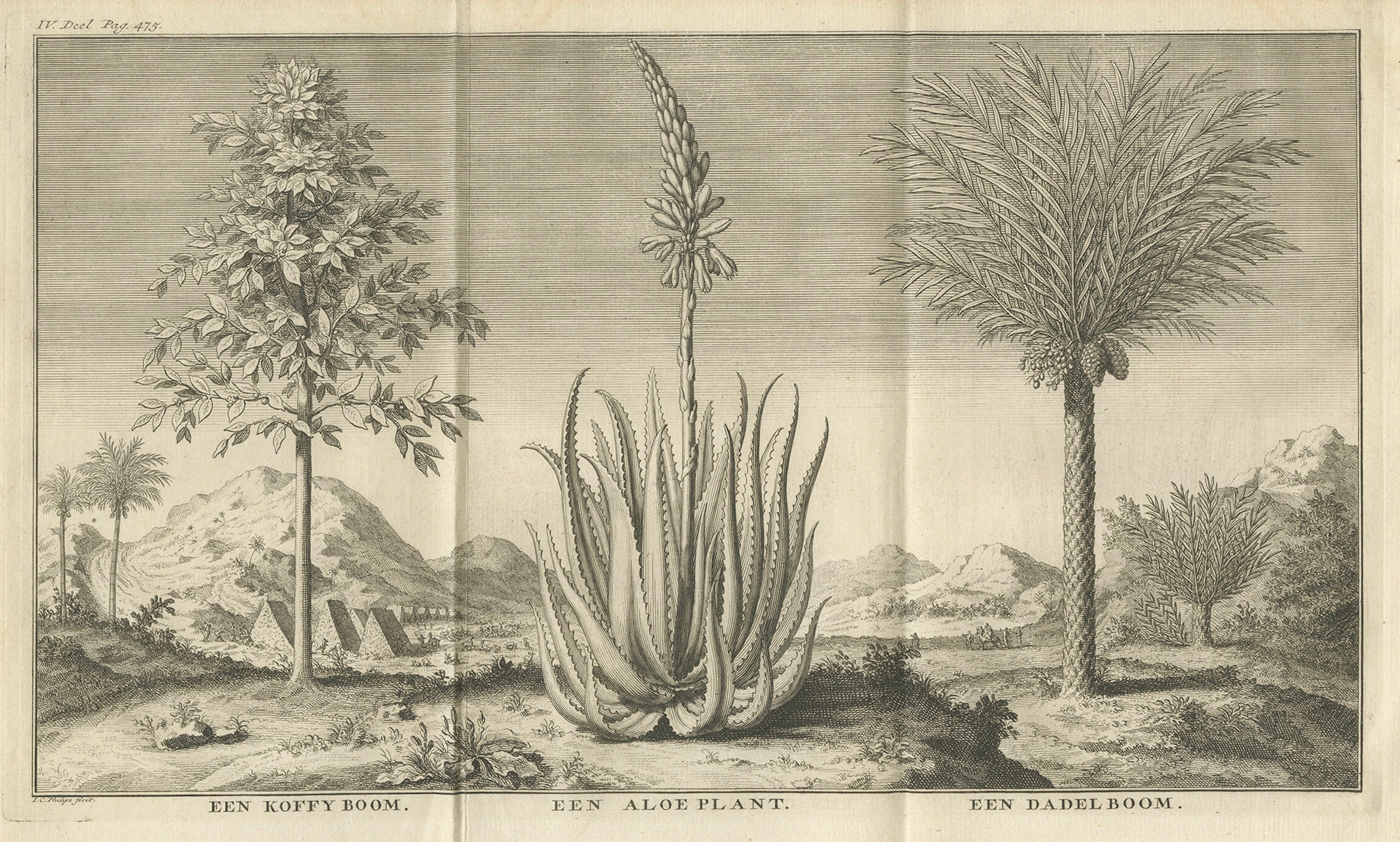 Café, aloès et dattiers - Gravure botanique exotique, hollandaise, c.1730 en vente