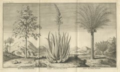 Café, aloès et dattiers - Gravure botanique exotique, hollandaise, c.1730
