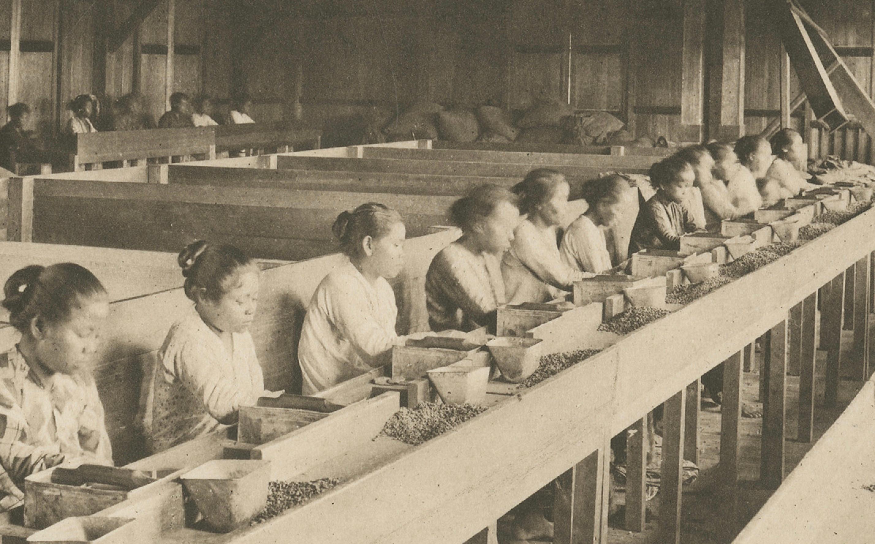 Établissement de café Girsahan et triage du café - Photogravures anciennes Sumatra c.1900

Une photogravure originale rare et visuellement attrayante, publiée vers 1900, documentant les débuts de l'industrie du café dans le nord de Sumatra pendant