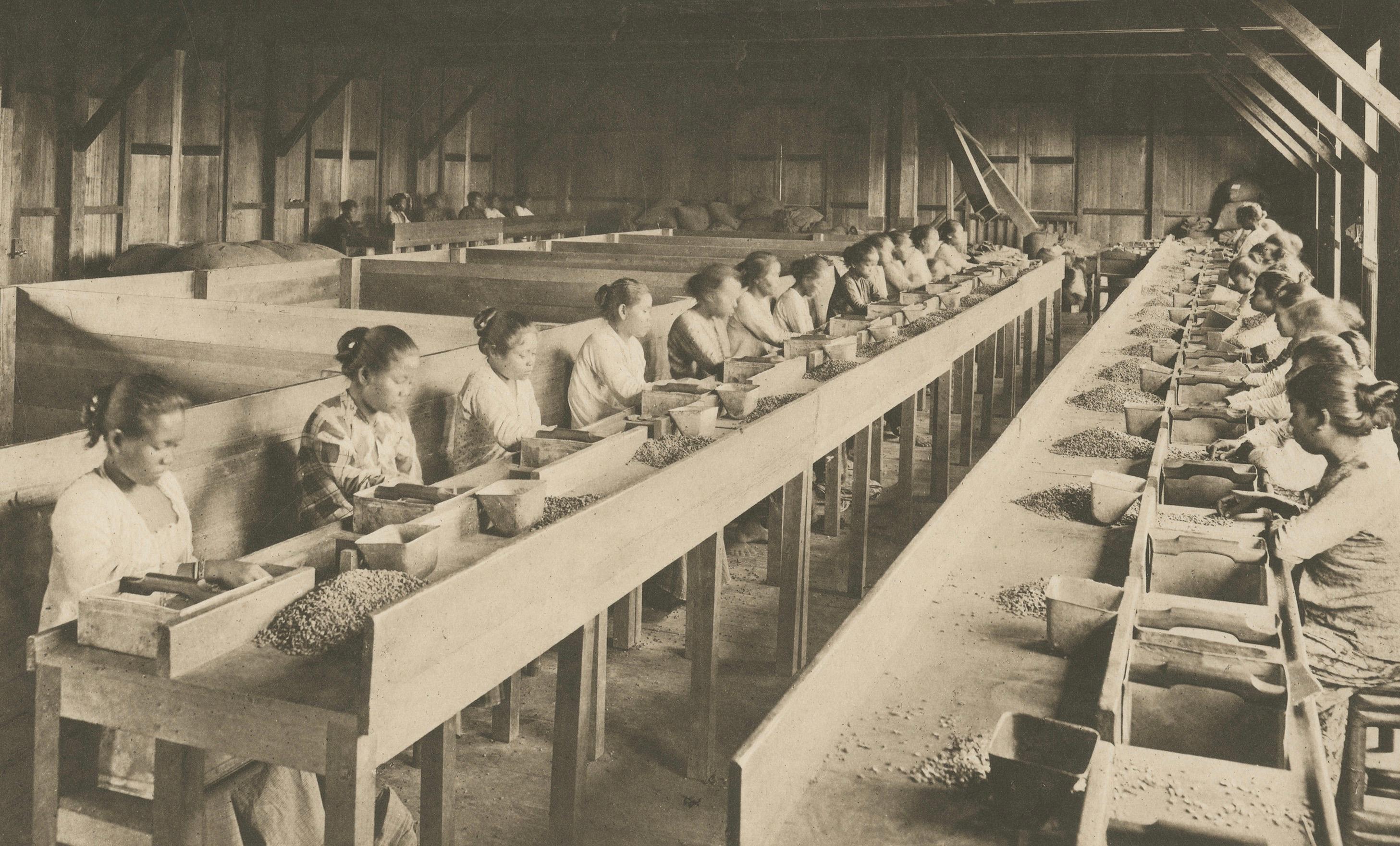 Néerlandais Établissement de café Girsahan et triage du café - Photos anciennes Sumatra, c.1900 en vente