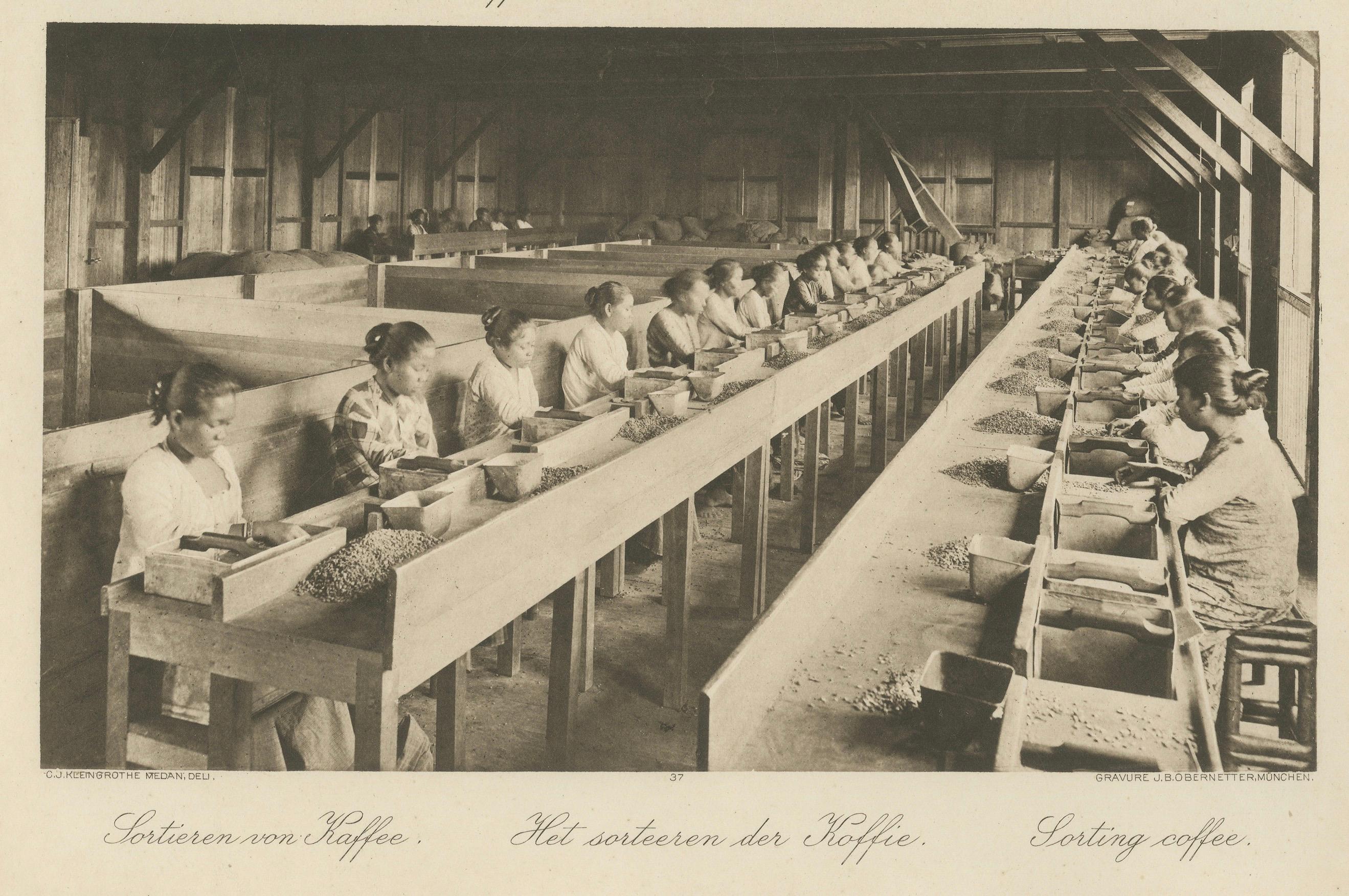 Papier Établissement de café Girsahan et triage du café - Photos anciennes Sumatra, c.1900 en vente