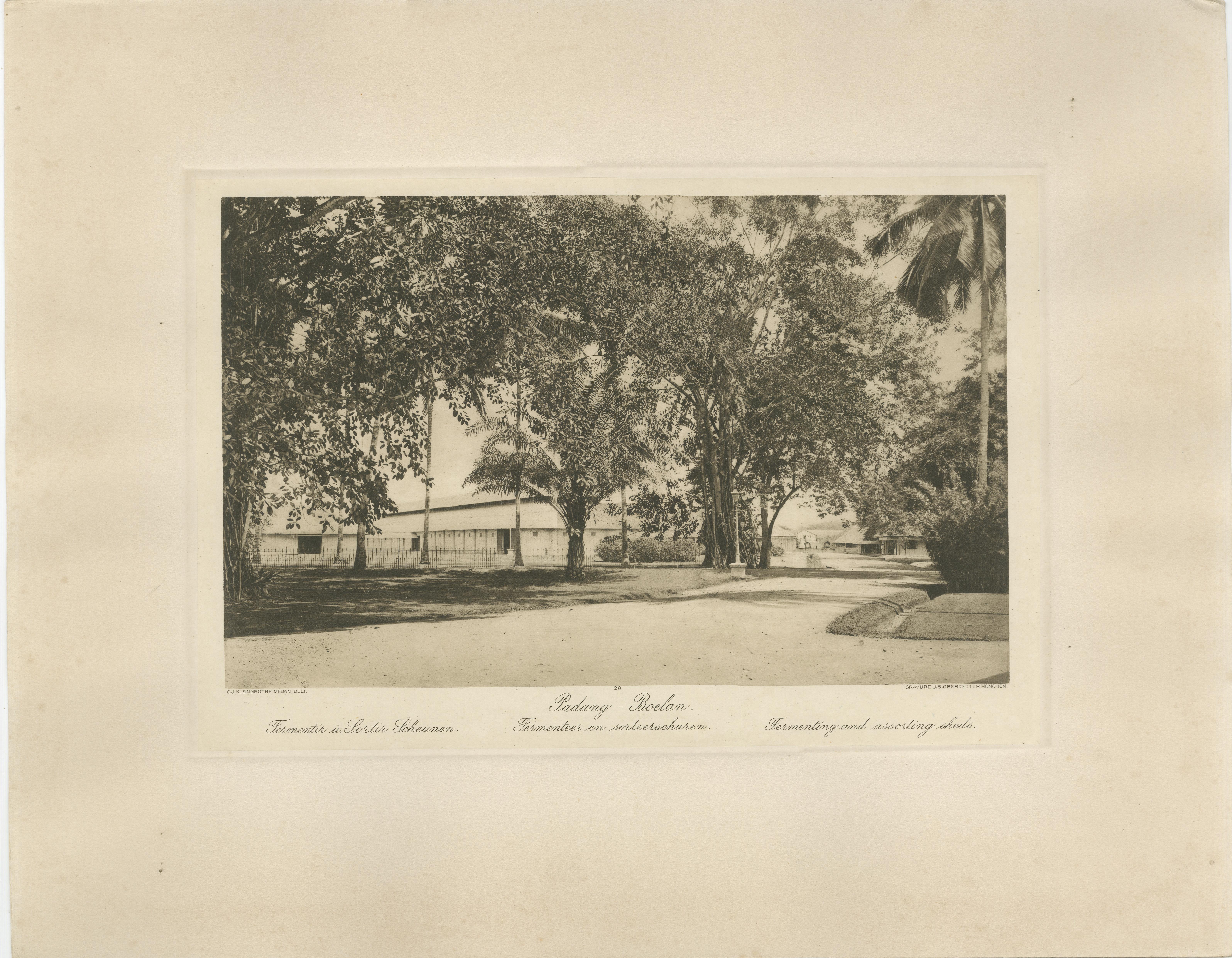 Cobertizos de fermentación de café y cosecha, Padang Roetan, Sumatra, c.1910 Holandés en venta