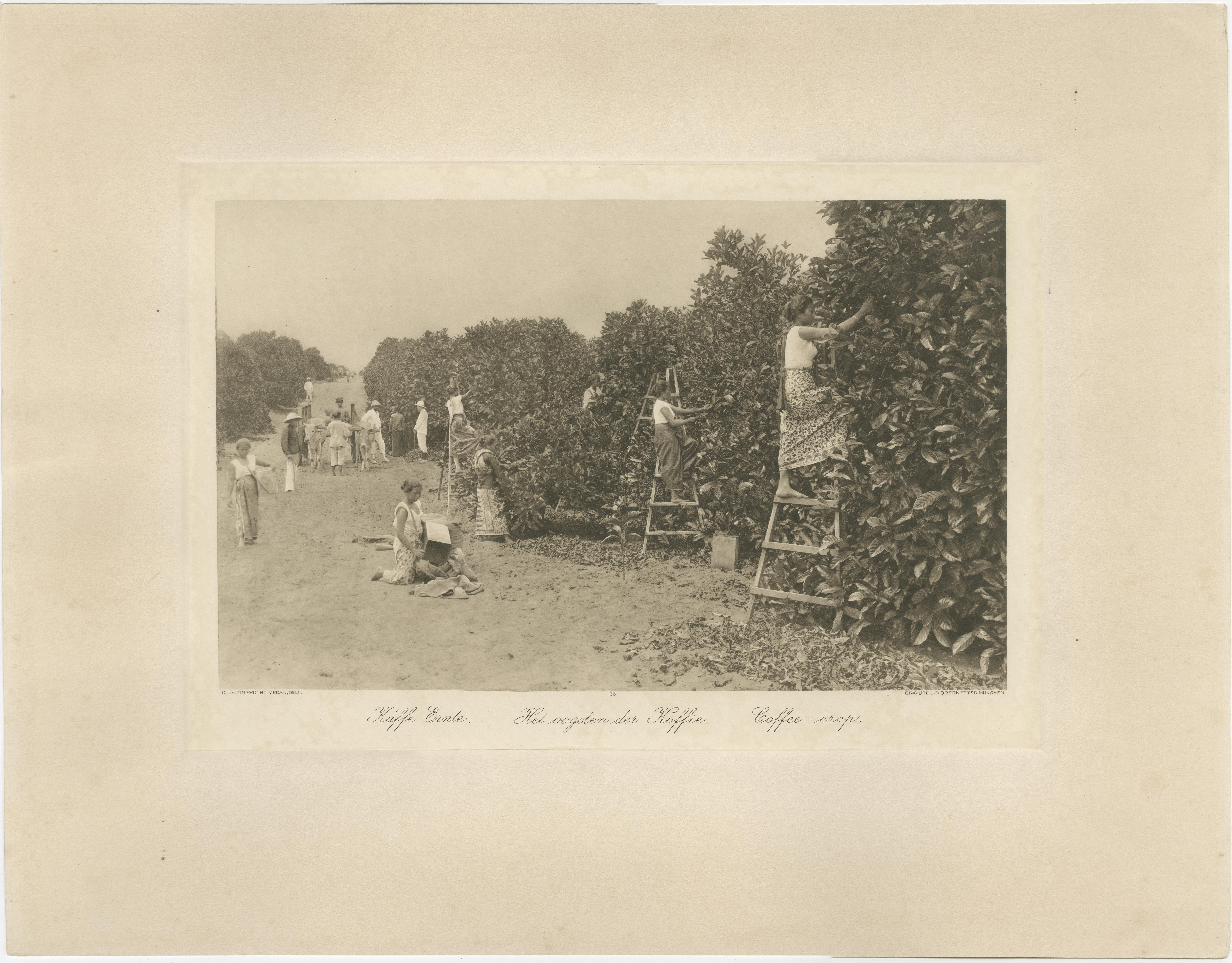 Cobertizos de fermentación de café y cosecha, Padang Roetan, Sumatra, c.1910 en Bueno estado para la venta en Langweer, NL