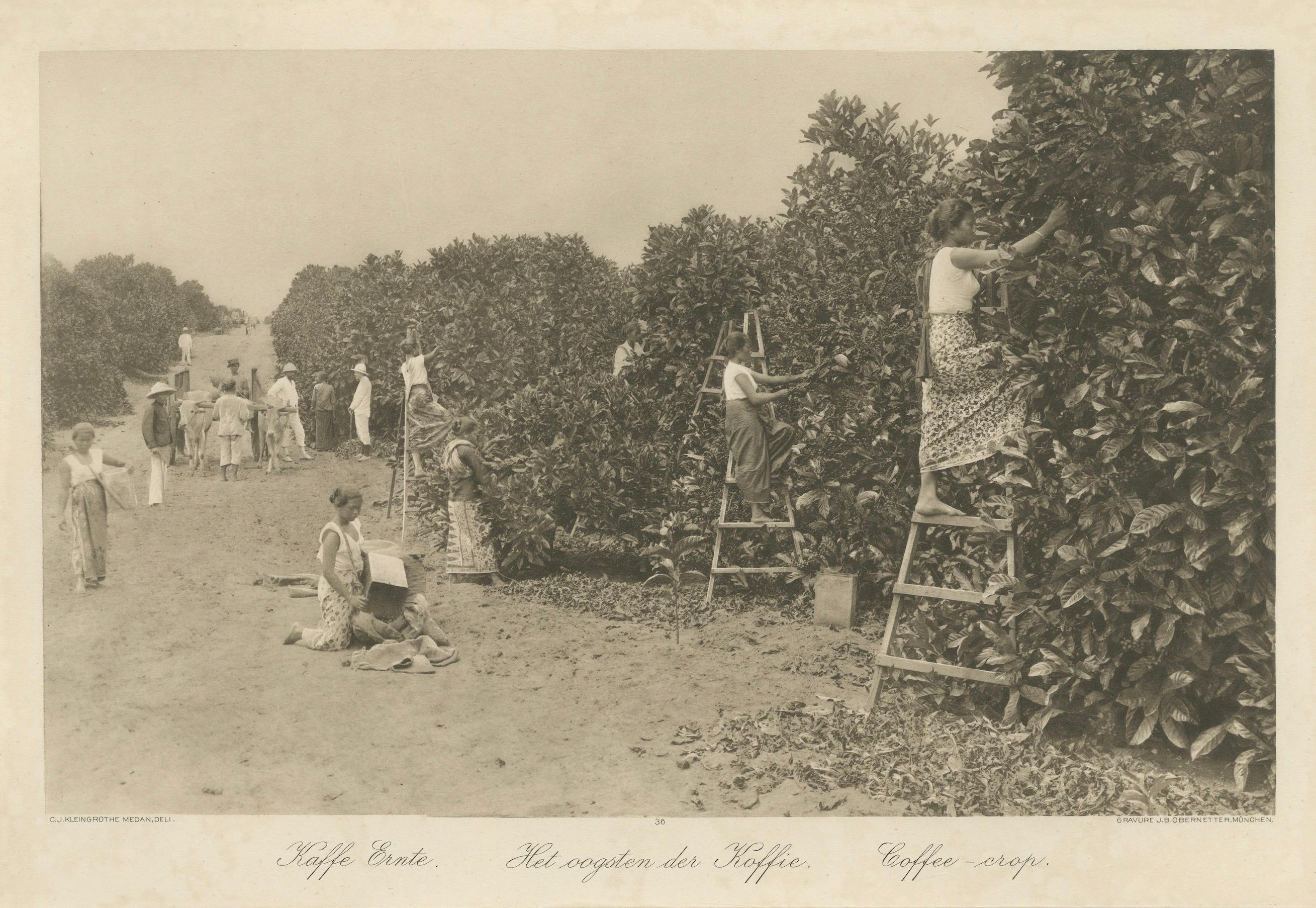 Cobertizos de fermentación de café y cosecha, Padang Roetan, Sumatra, c.1910 en venta 1
