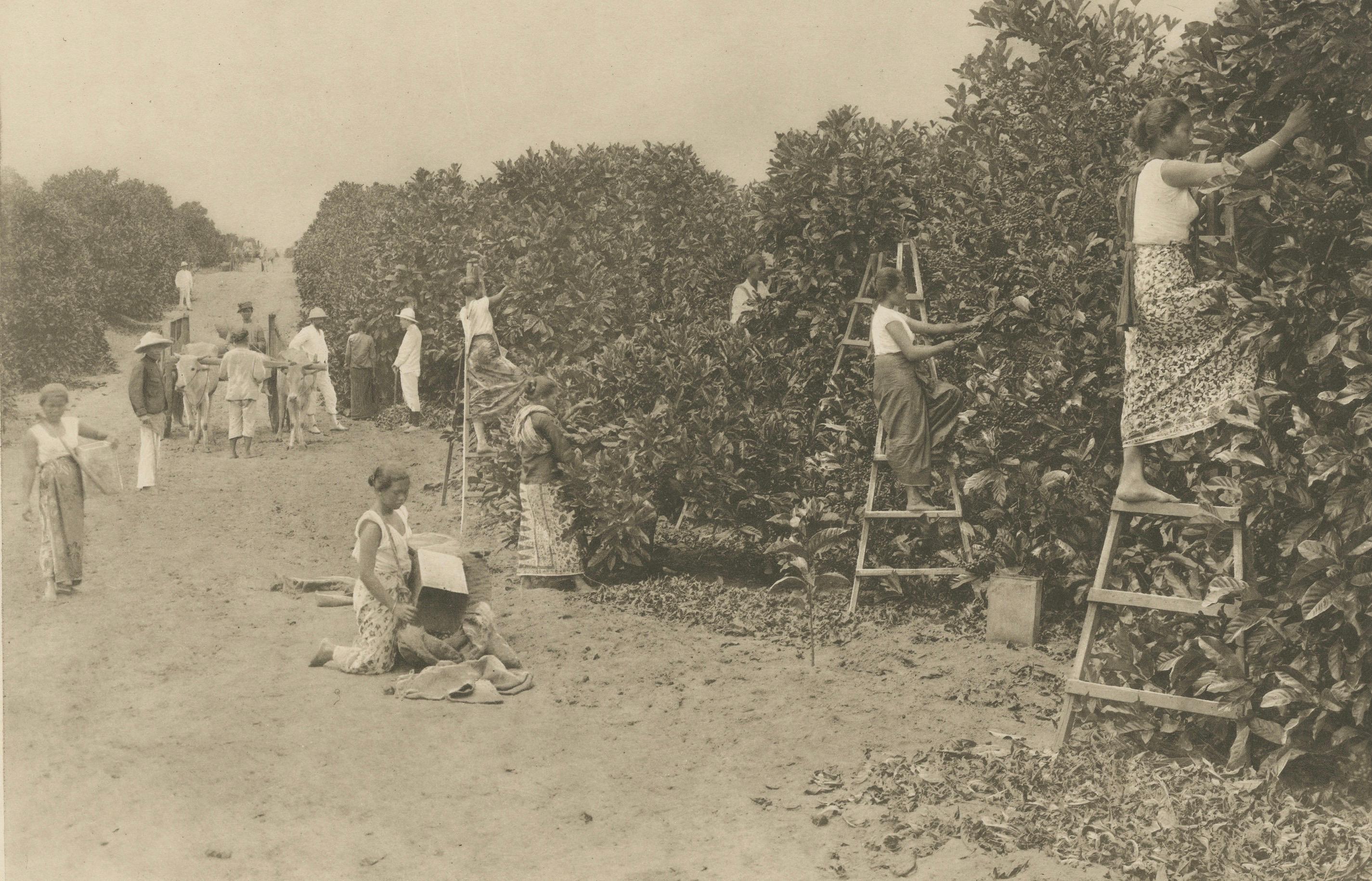 Cobertizos de fermentación de café y cosecha, Padang Roetan, Sumatra, c.1910 en venta 2