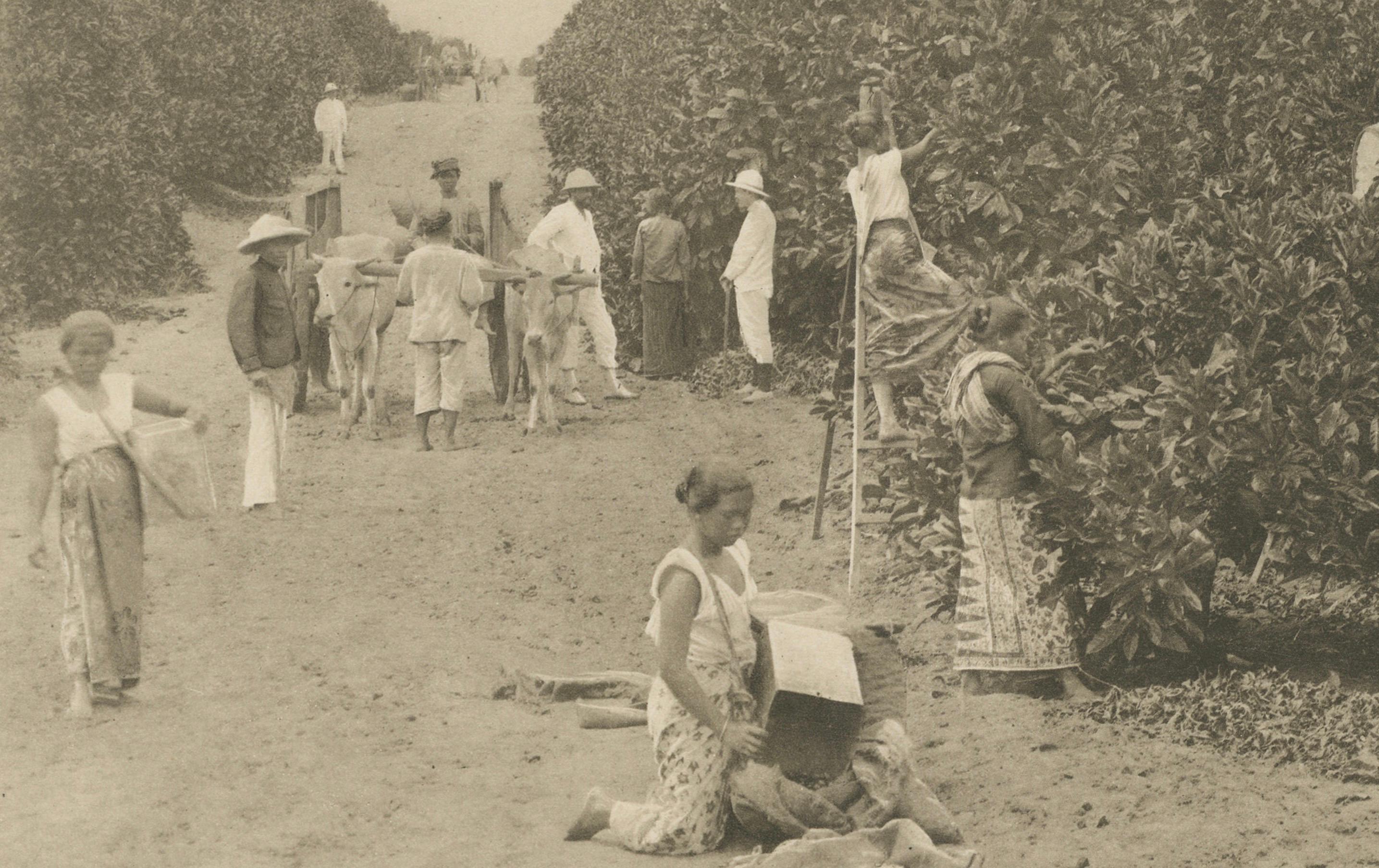 Cobertizos de fermentación de café y cosecha, Padang Roetan, Sumatra, c.1910 en venta 3