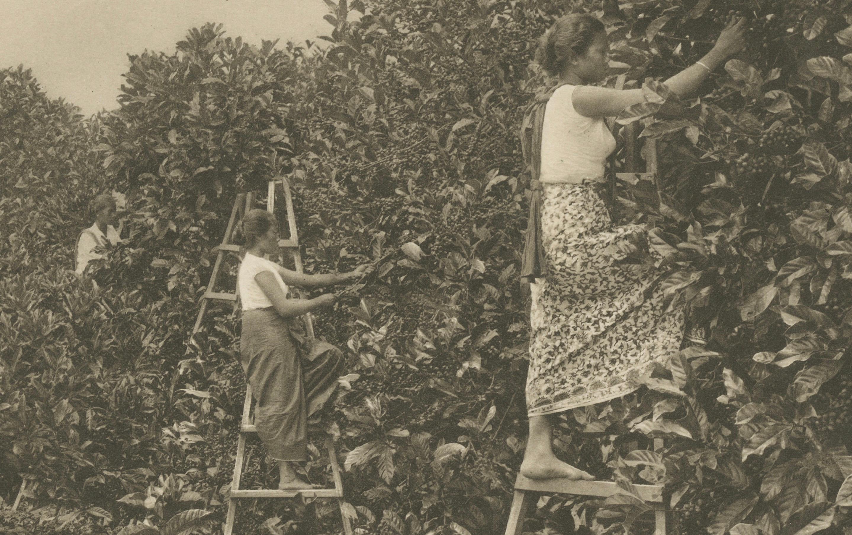Cobertizos de fermentación de café y cosecha, Padang Roetan, Sumatra, c.1910 en venta 4