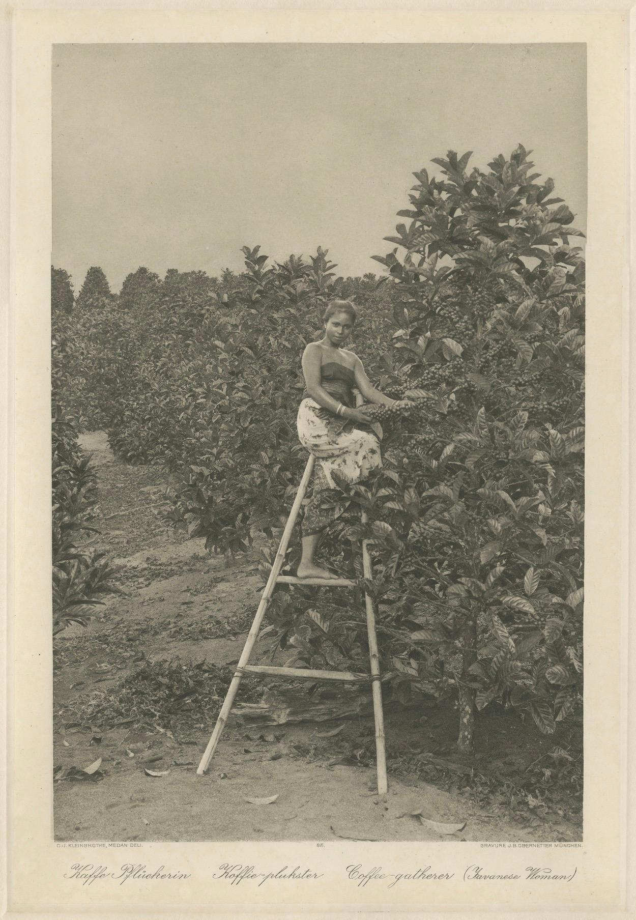 Coffee Picker Portrait, Deli Plantations, Sumatra, Dutch East Indies, c.1900