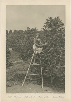 Coffee Picker Portrait, Deli Plantations, Sumatra, Dutch East Indies, c.1900