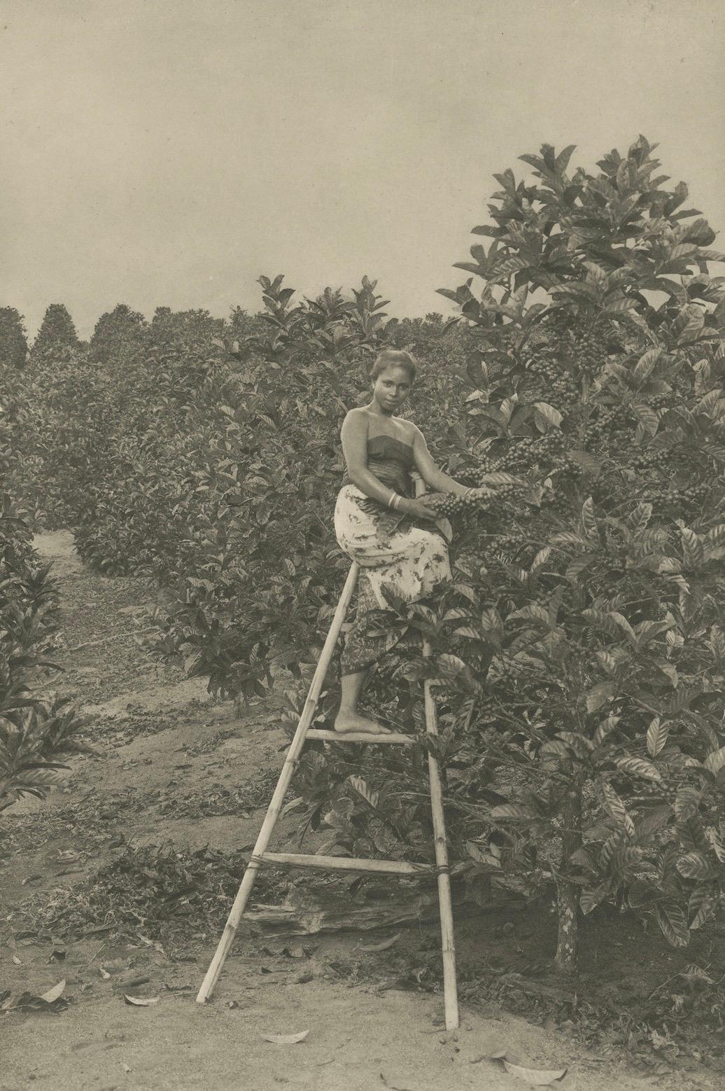 Coffee Picker Portrait, Deli Plantations, Sumatra, Dutch East Indies, c.1900
