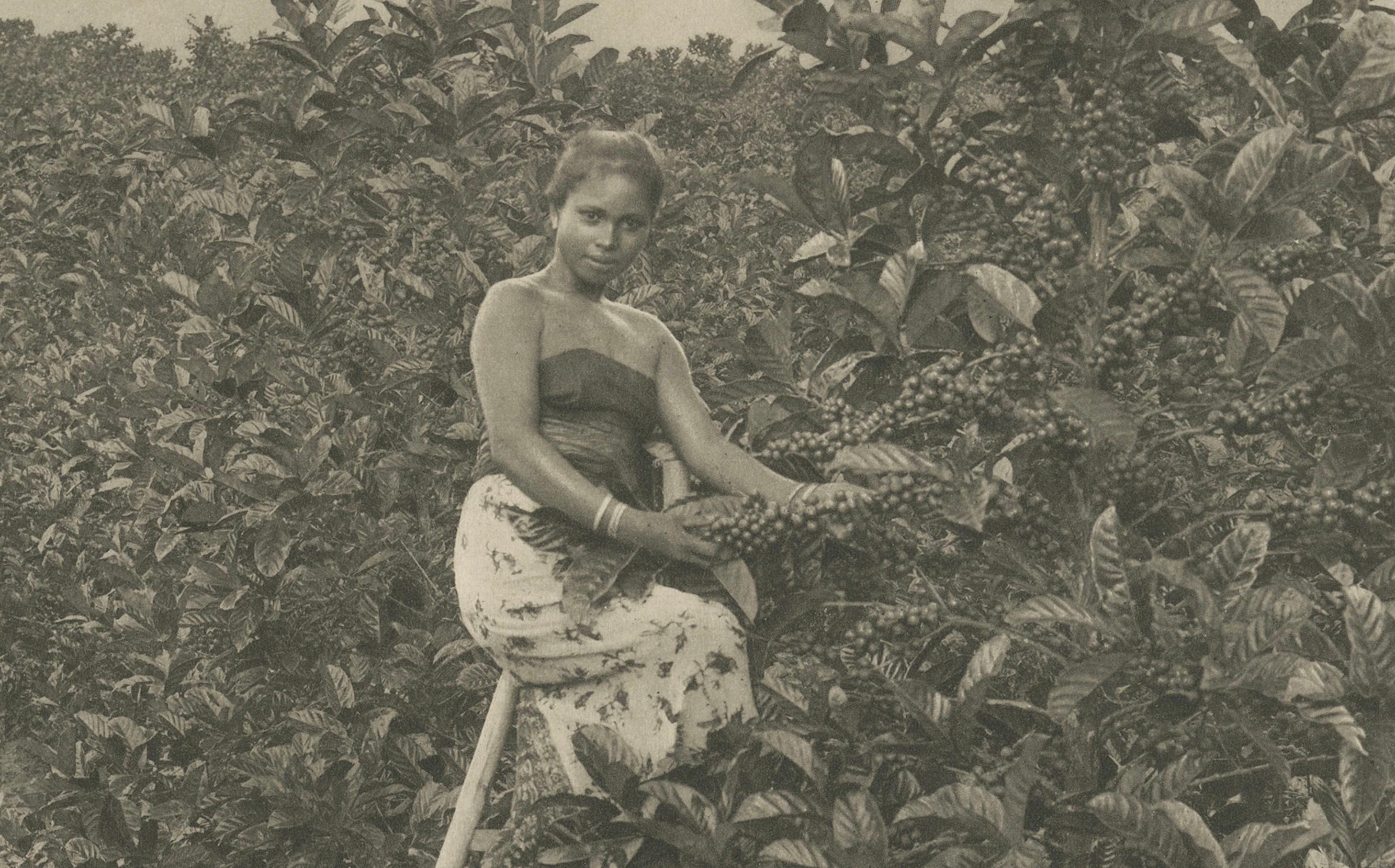Coffee Picker Portrait, Deli Plantations, Sumatra, Dutch East Indies, c.1900