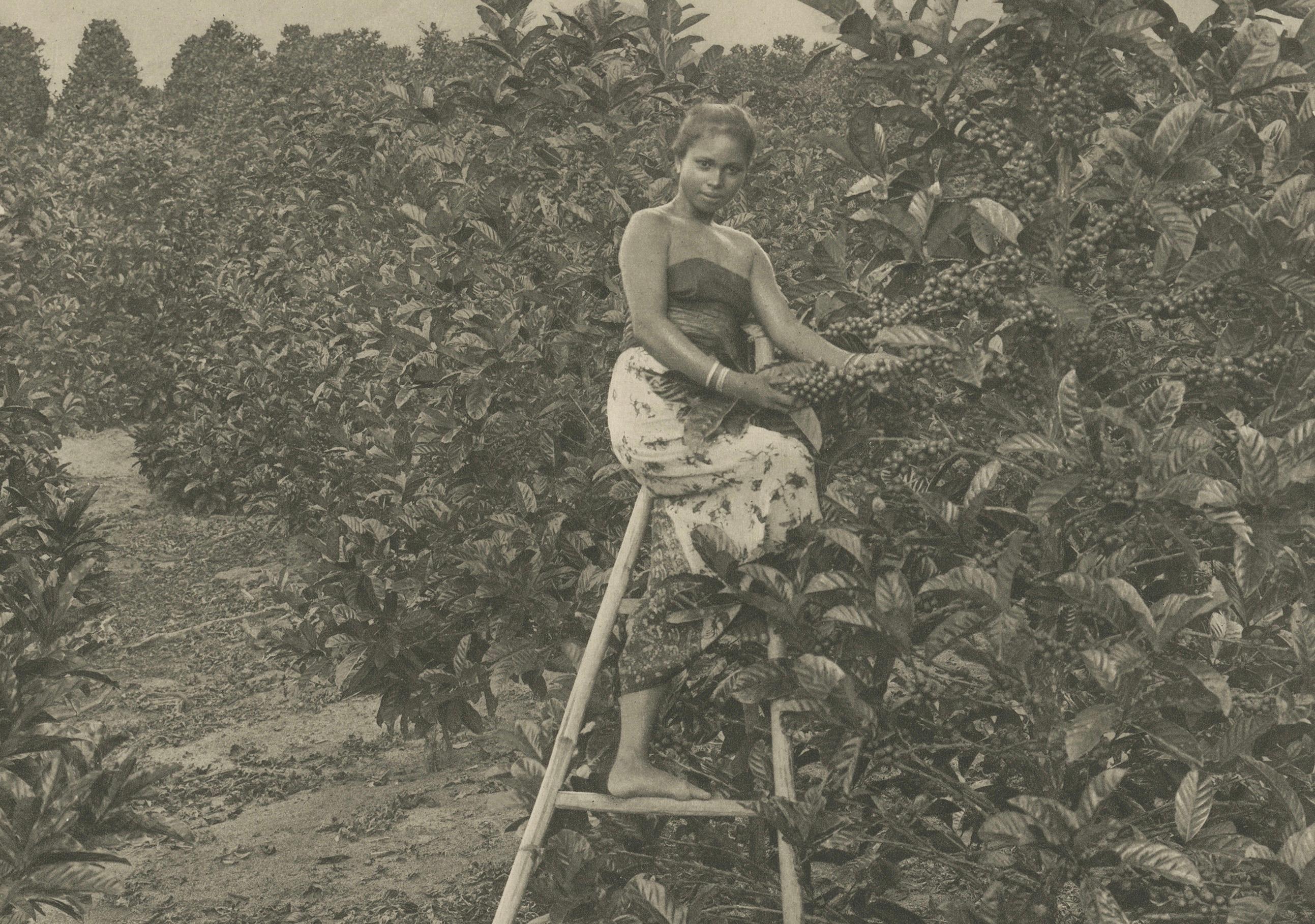Coffee Picker Portrait, Deli Plantations, Sumatra, Dutch East Indies, c.1900