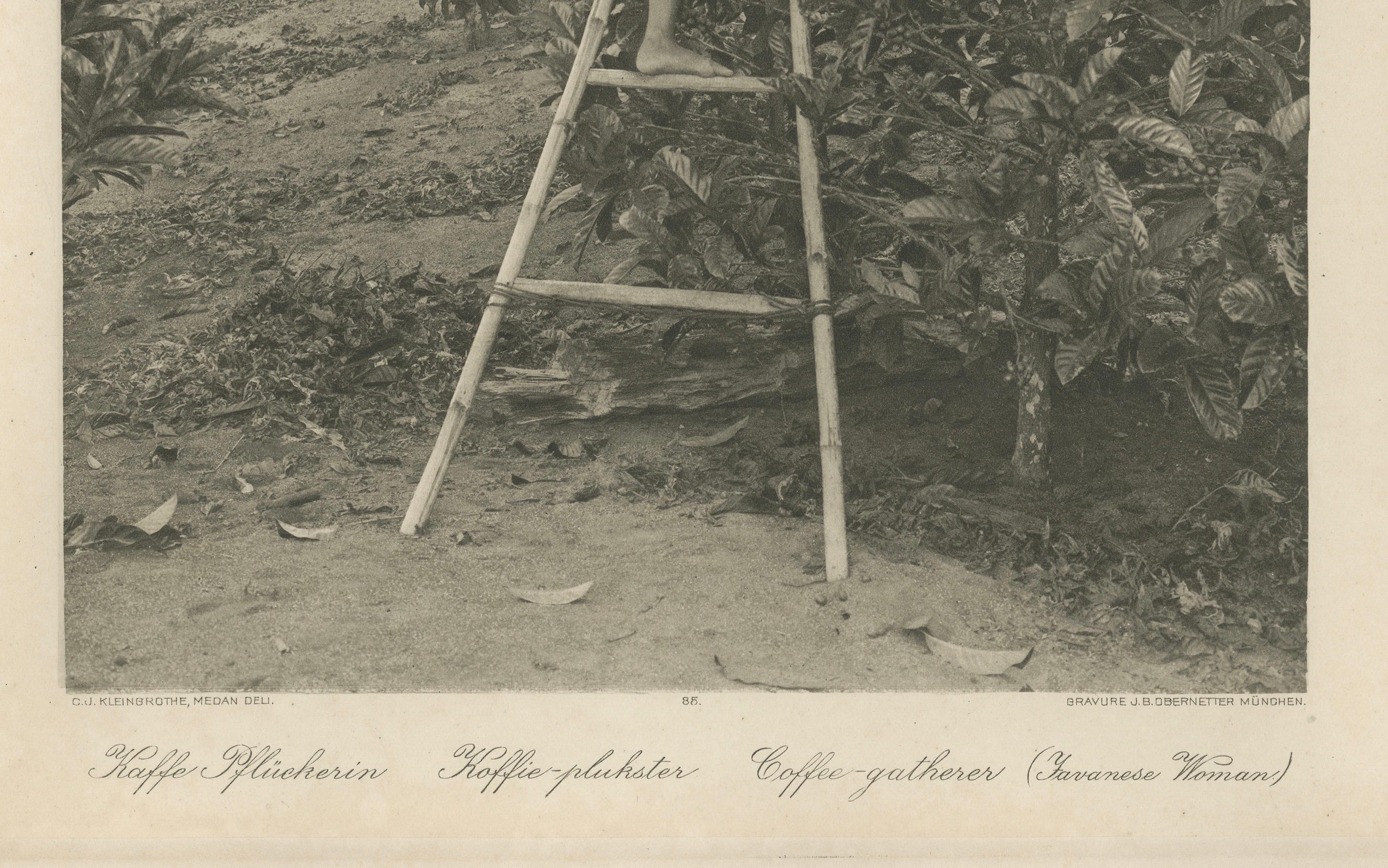 Coffee Picker Portrait, Deli Plantations, Sumatra, Dutch East Indies, c.1900